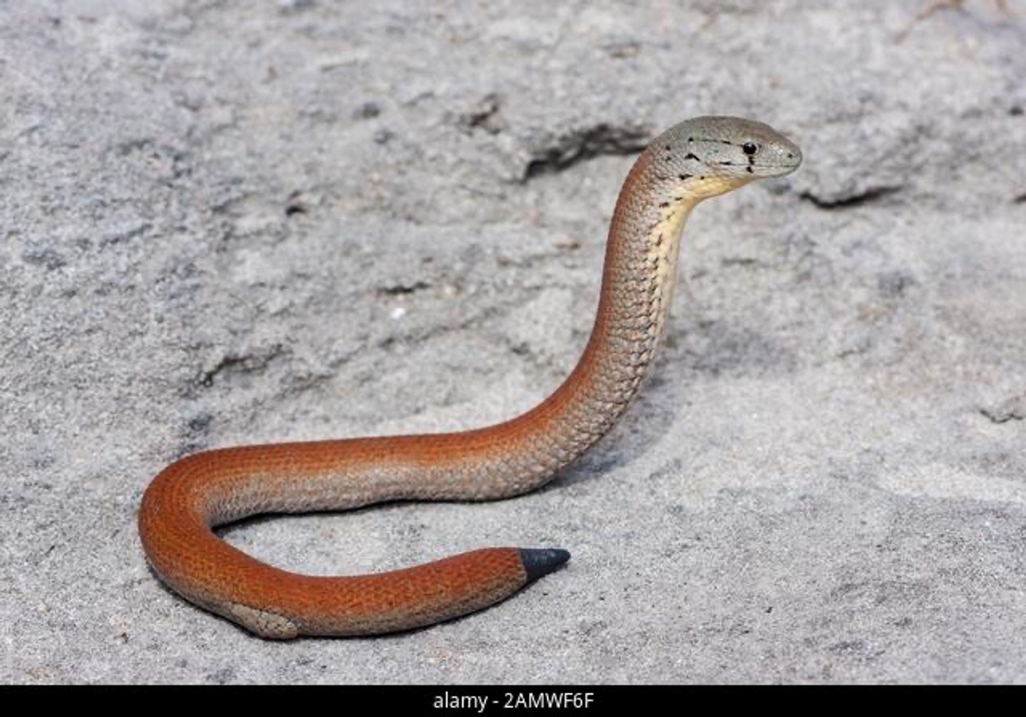 Is that a rearing snake on a rocky surface? Wait no. It has a tiny leg. The leg is a flap of scaly skin and looks like it could be a deformity.