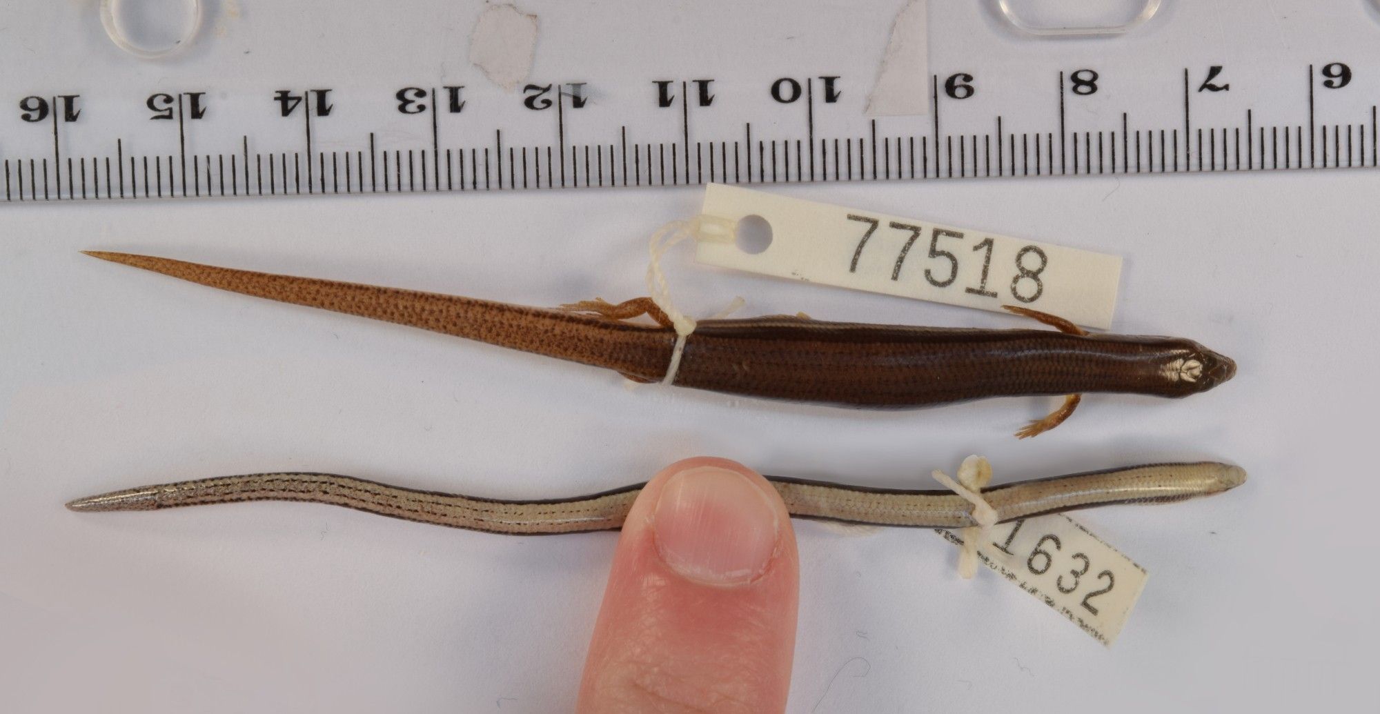 Two lizards with specimen tags on them lying belly down on a white surface. The one towards the top of the frame is a normal looking lizard: 10 fingers, 10 toes, normal head, normal tail. The other is shaped like a chopstick. There is a ruler next to them which shows both are about 9.5cm in length. Their snout-vet length is almost the same as well, yet the one on the top of the image is definitely more robust and… well… bigger.