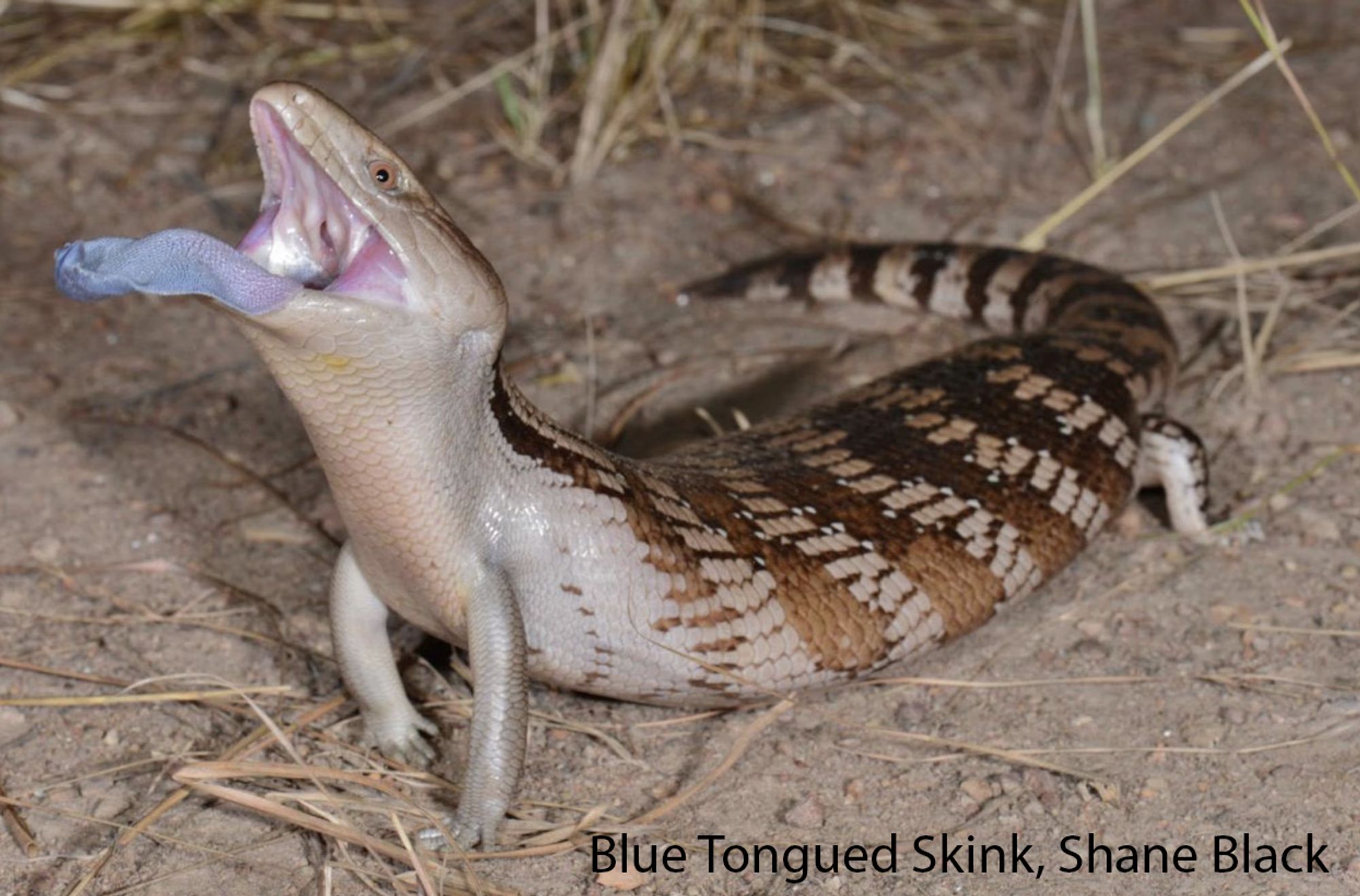 a stout skink with its torso raised, holding its mouth open and brandishing a blue, leaf-shaped tongue. yes, this is a blue tongued skink!