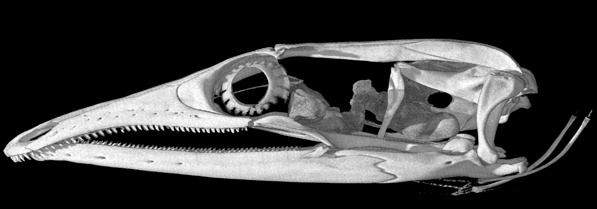 A CT scanned skull of a lizard. It has a very long snout with a pronounced overbite and frown that makes it look like a worried cartoon.