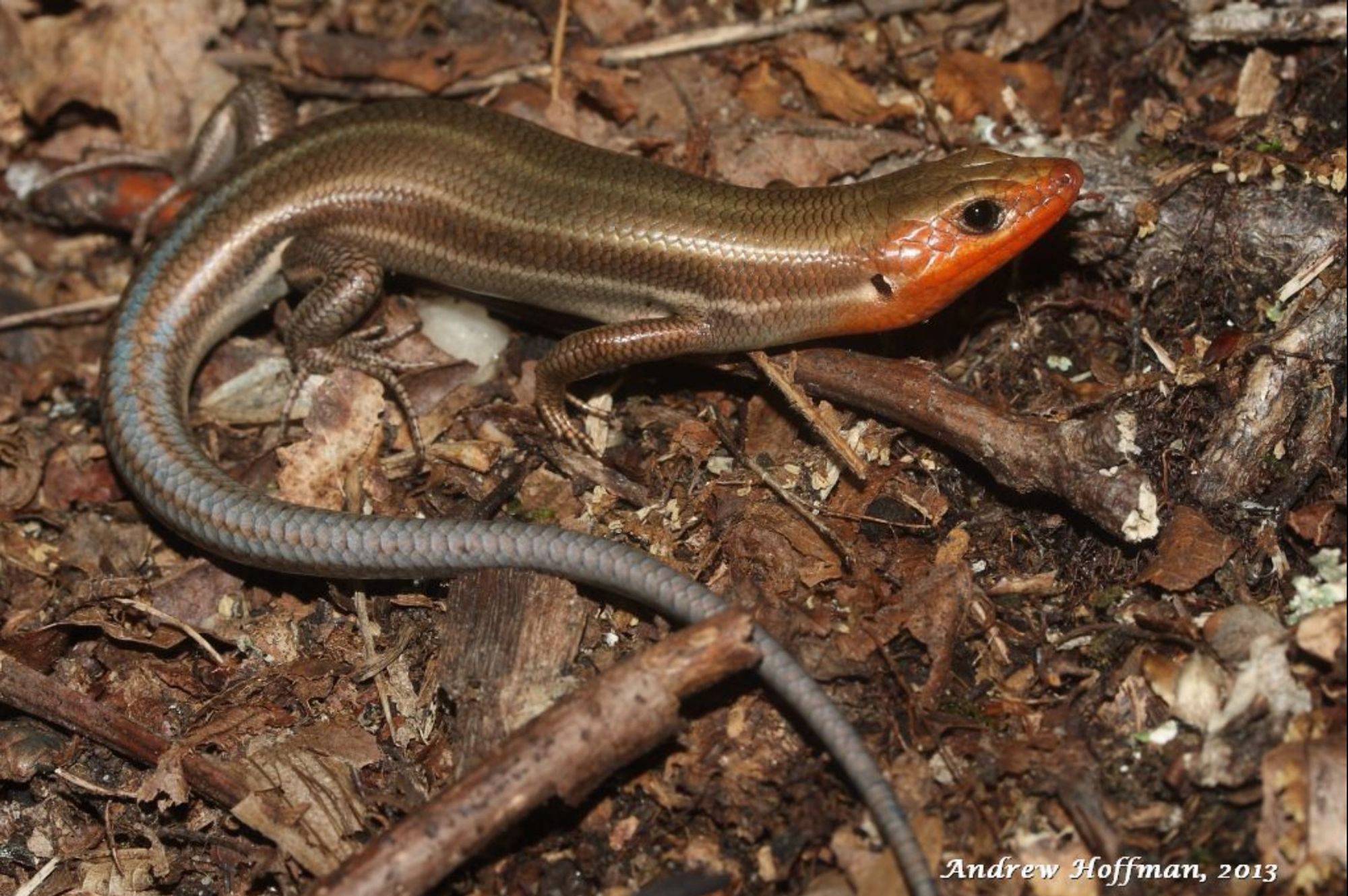 a shy looking lizard with a brown body and five pale stripes down its back. it has a gray-blue tail and a bright orange face. its a five lined skink!