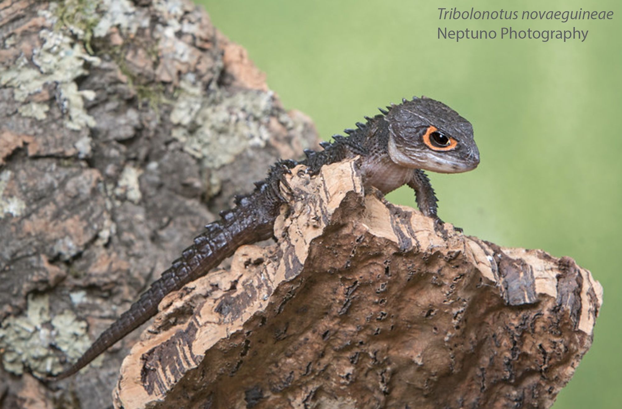 A small grey skink with orange around its eyes. It has spikes in rows on its back that make it look like a crocodile. It is on a rock looking down, as if to survey its domain.