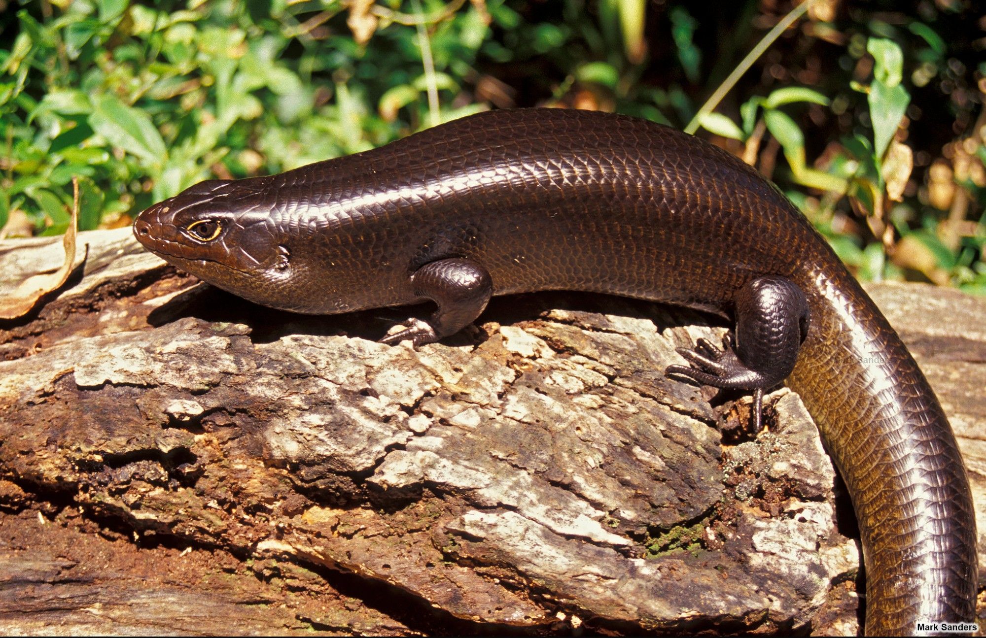 A chunky lizard sitting magnificently in the sun. Every dimension is just about 20% thicker than a “normal” lizard.