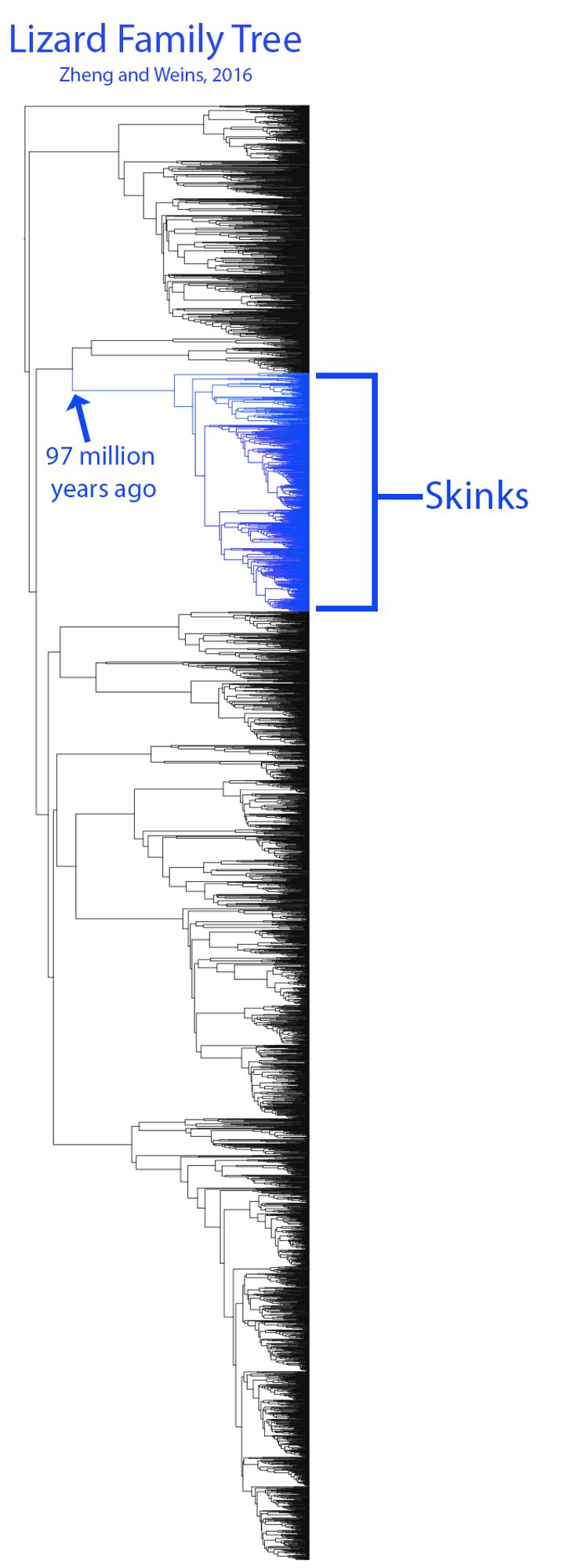 Lizard Family Tree. a very large phylogeny with the skink group highlighted there are a lot of them but they arent the largest group of lizards. at the bottom of their section of the tree is an arrow pointing to a node and its labeled "97 million years ago"