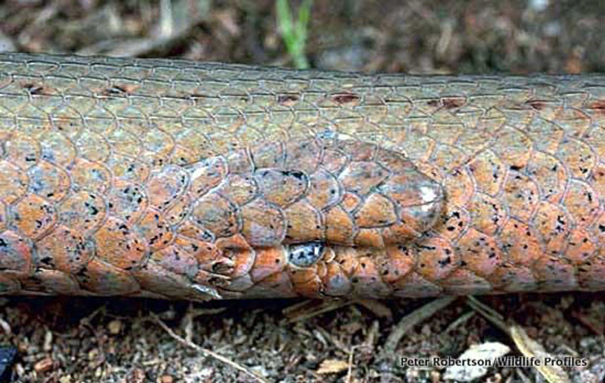 A close up of the hip area of the common scaly-foot. There is a flipper covered in scales that is about the dimensions of the last joint of a pinky finger, but flat against the body.