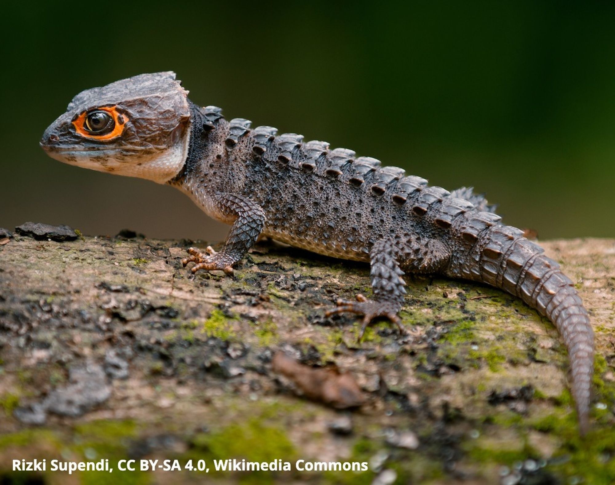 A handsome grey skink with spikes in rows along its back that make it look like a crocodile. Its eyes are ringed with orange.