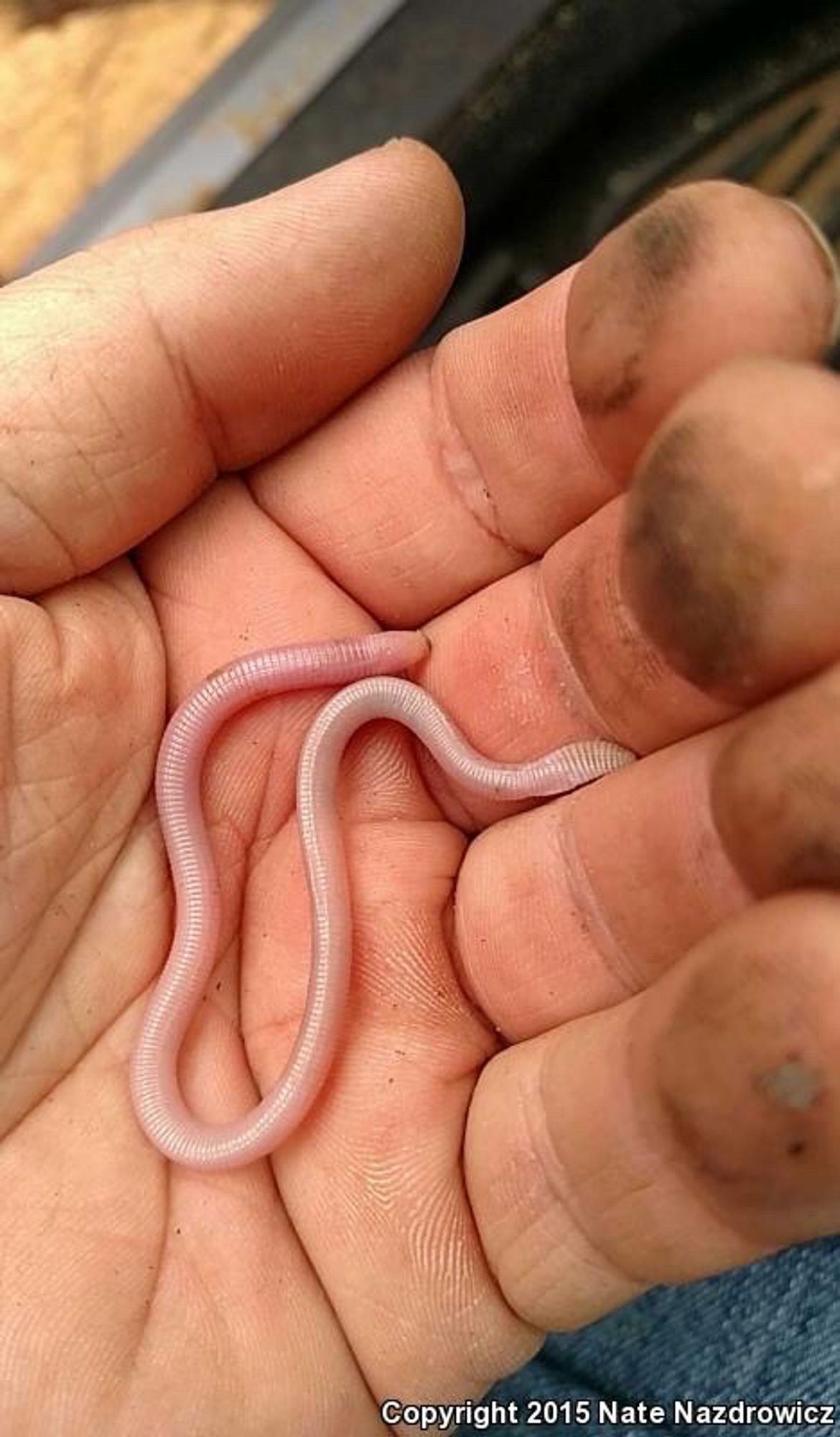 Someone holding a worm in their hand. Wait. That’s not a worm, that’s a lizard!