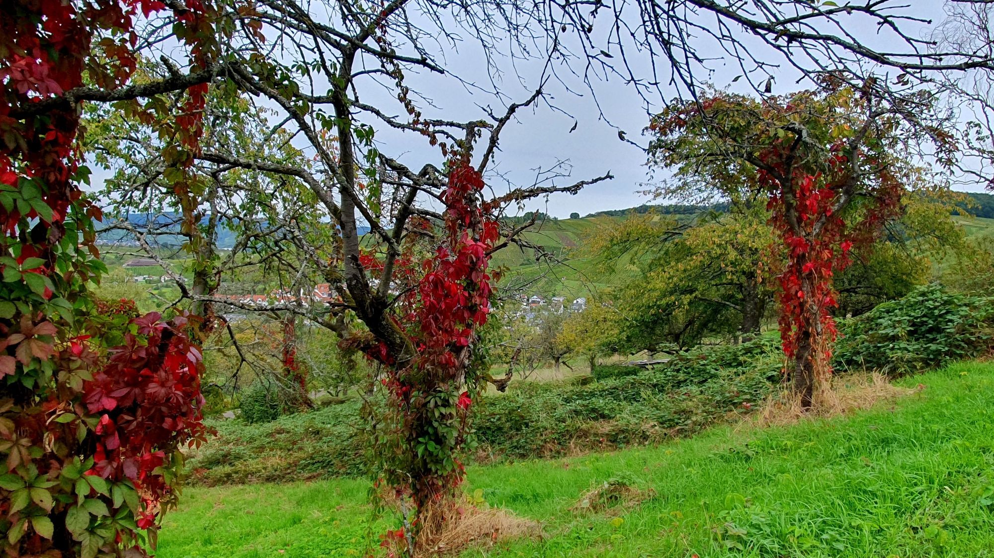 Von wildem Wein bewachsene Bäume auf einer Wiese im.Remstal