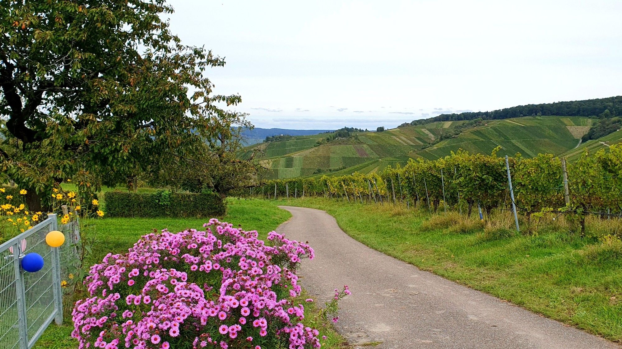 Weg mit bunten Blumen an Weg an Weingärten vorbei