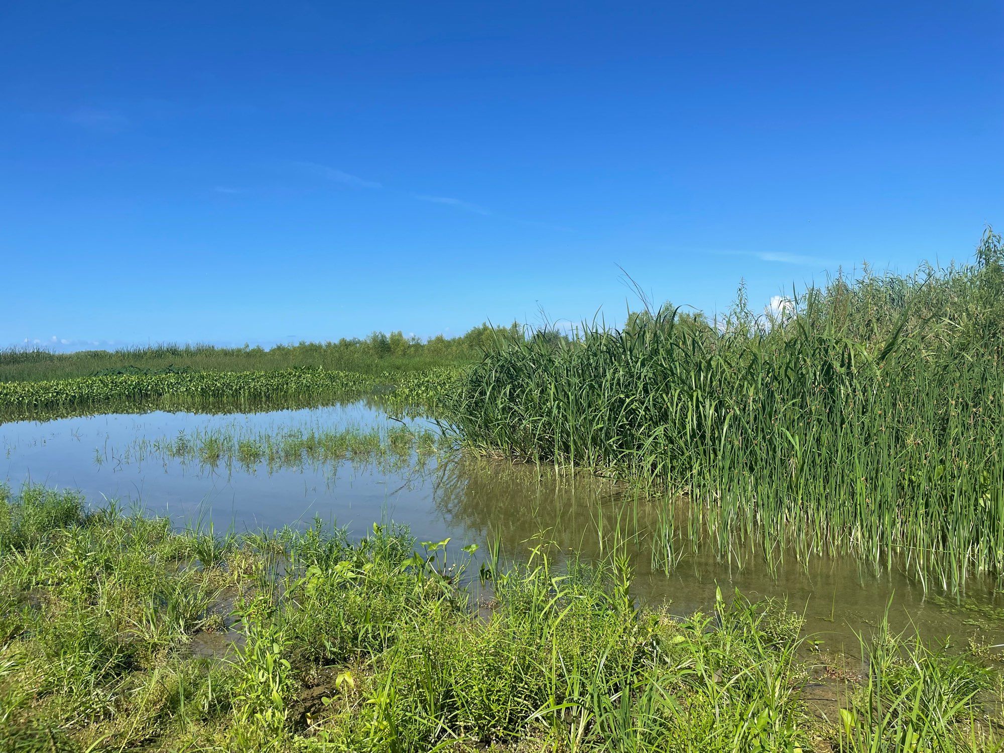 Marsh with standing water and wetland plants including Phragmites australis