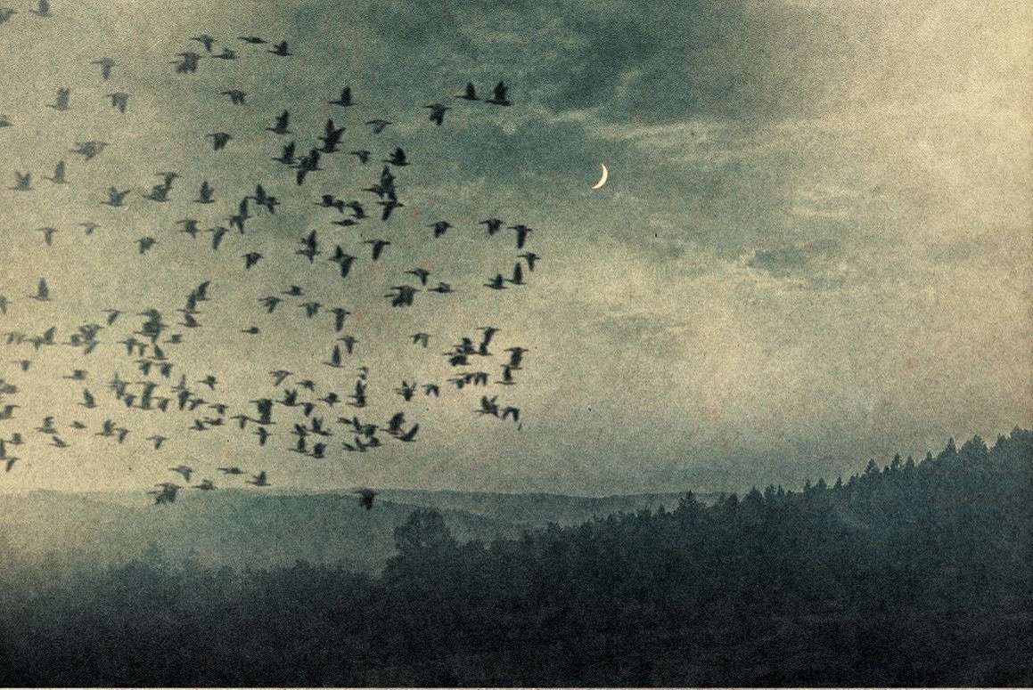 Dark flock of birds over a sepia landscape, low hills, trees, clouds, sliver of moon