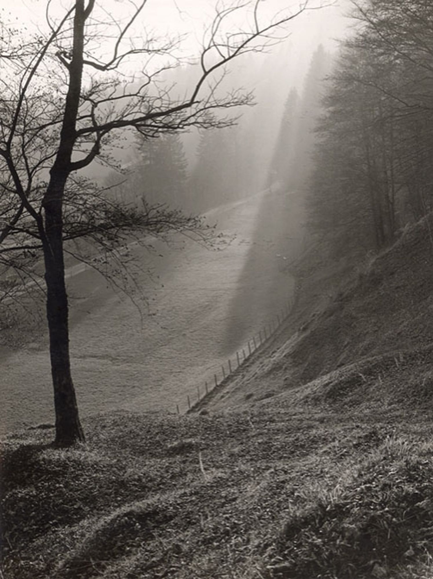 Mist and sunlight through tall trees