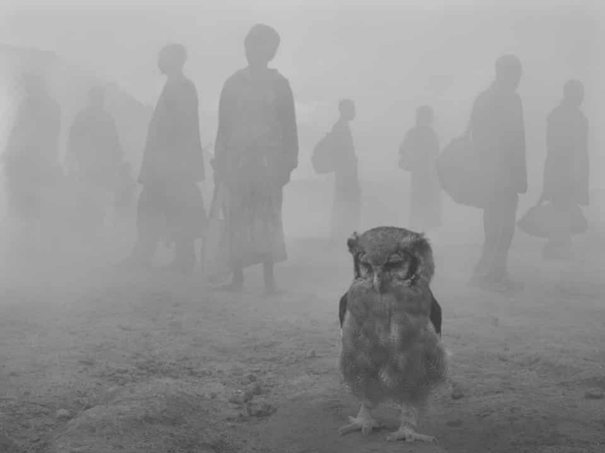 An owl named Harriet and the ghostly figures behind her