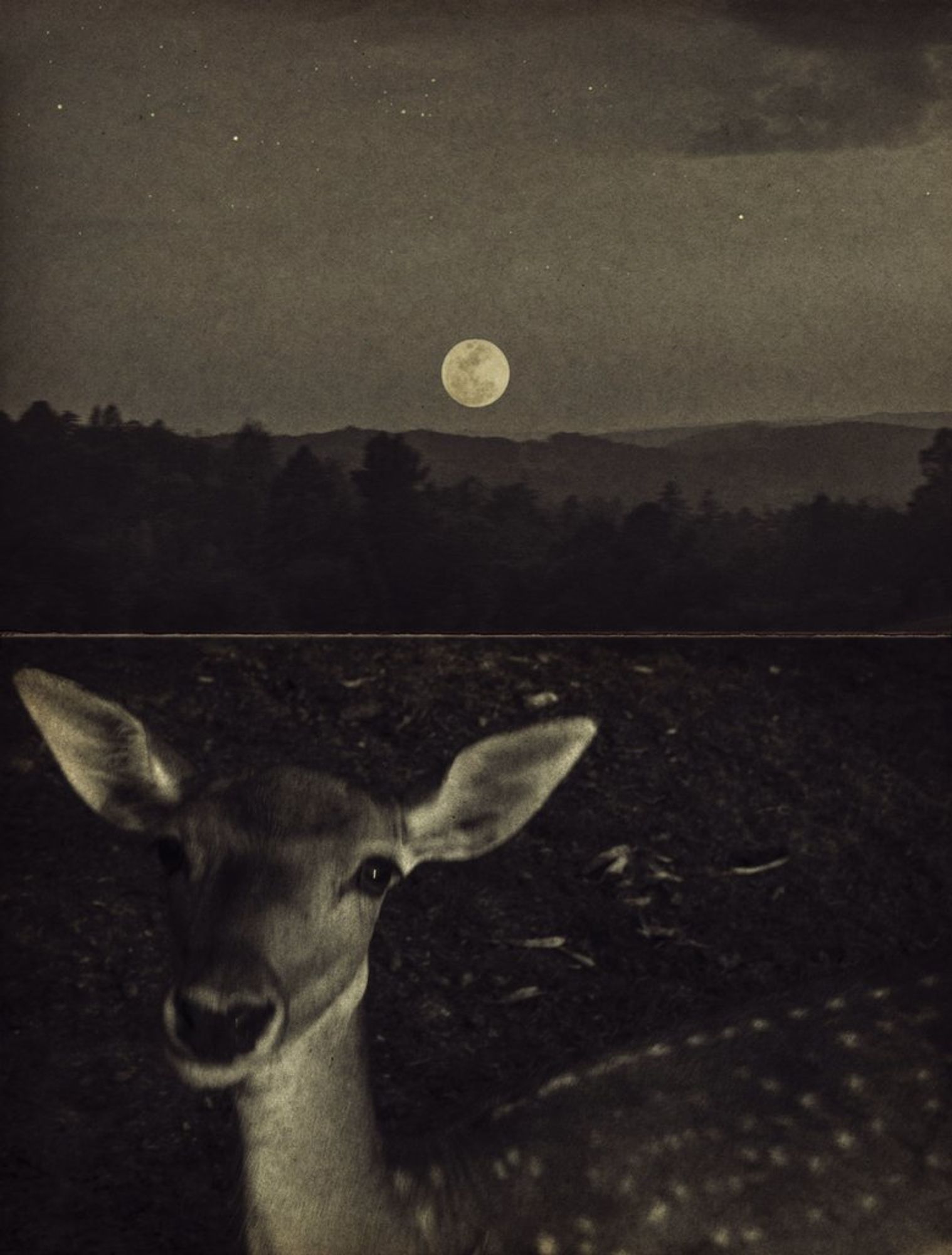 Close up of a deer with large, soft eyes in a field, moonrise in the distance