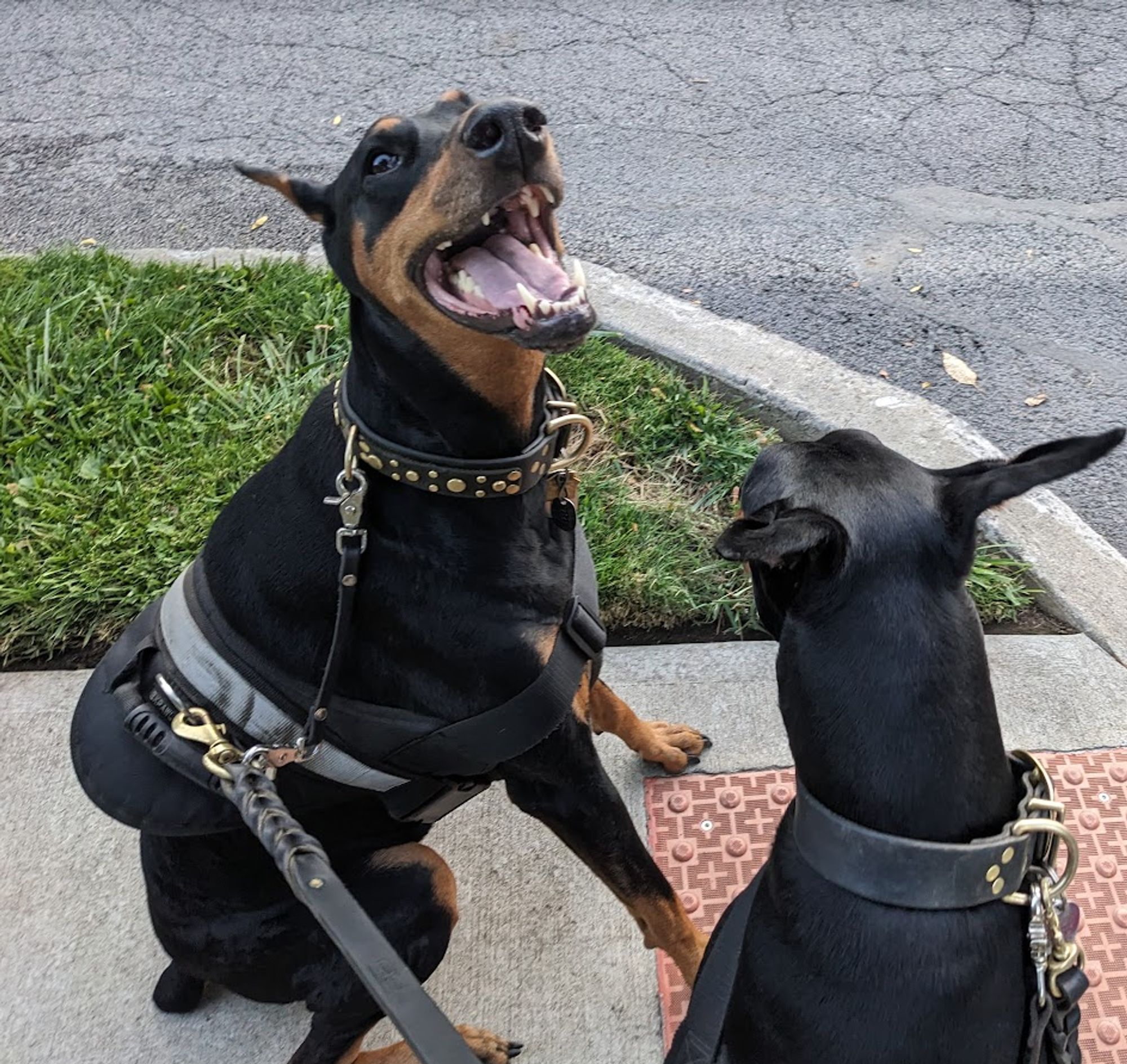 two black and rust Dobermans sitting at a street corner wearing black nylon harnesses, one of them looking up at me with soft sparkling eyes  and an open-mouthed grin, just a look of pure delight