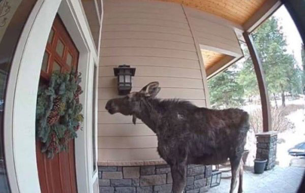 Ring camera captures a moose standing at the wreath-covered red front door of a house.