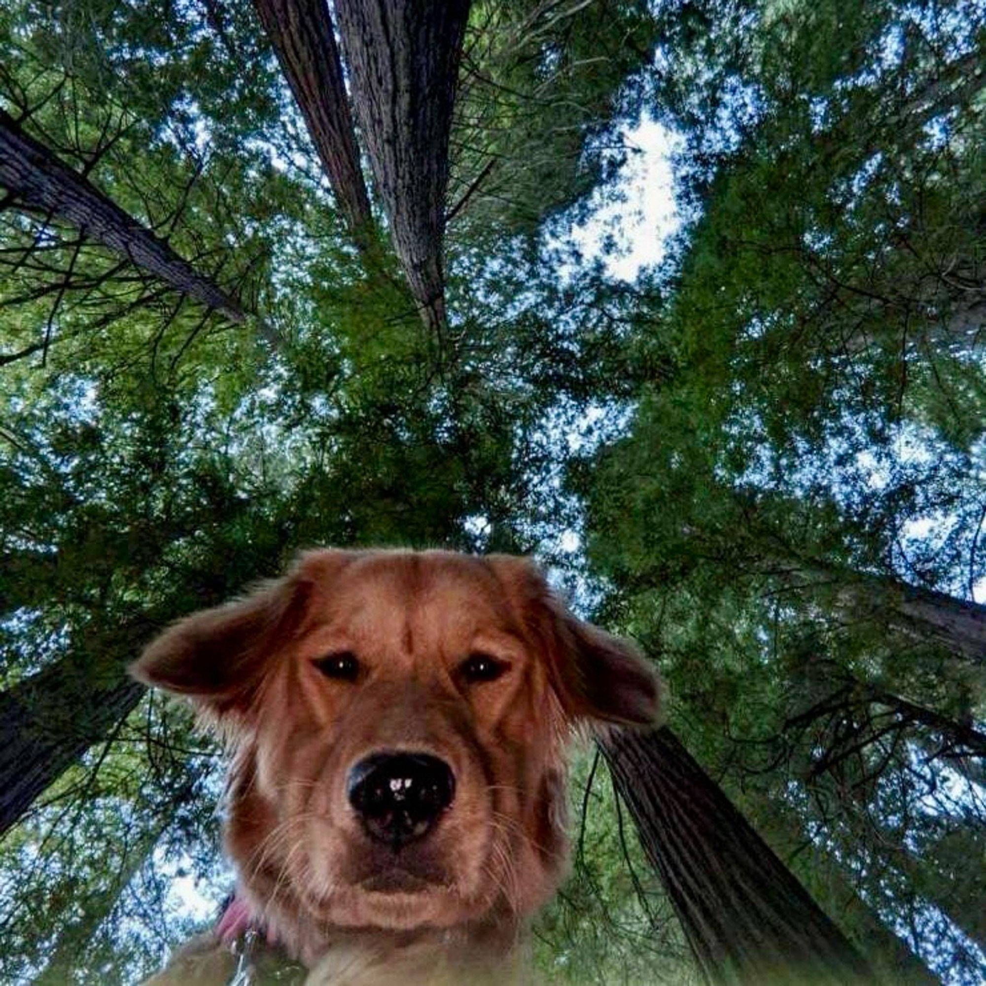 Perspective shot from the ground looking up at the face of a golden retriever beneath a canopy of trees.