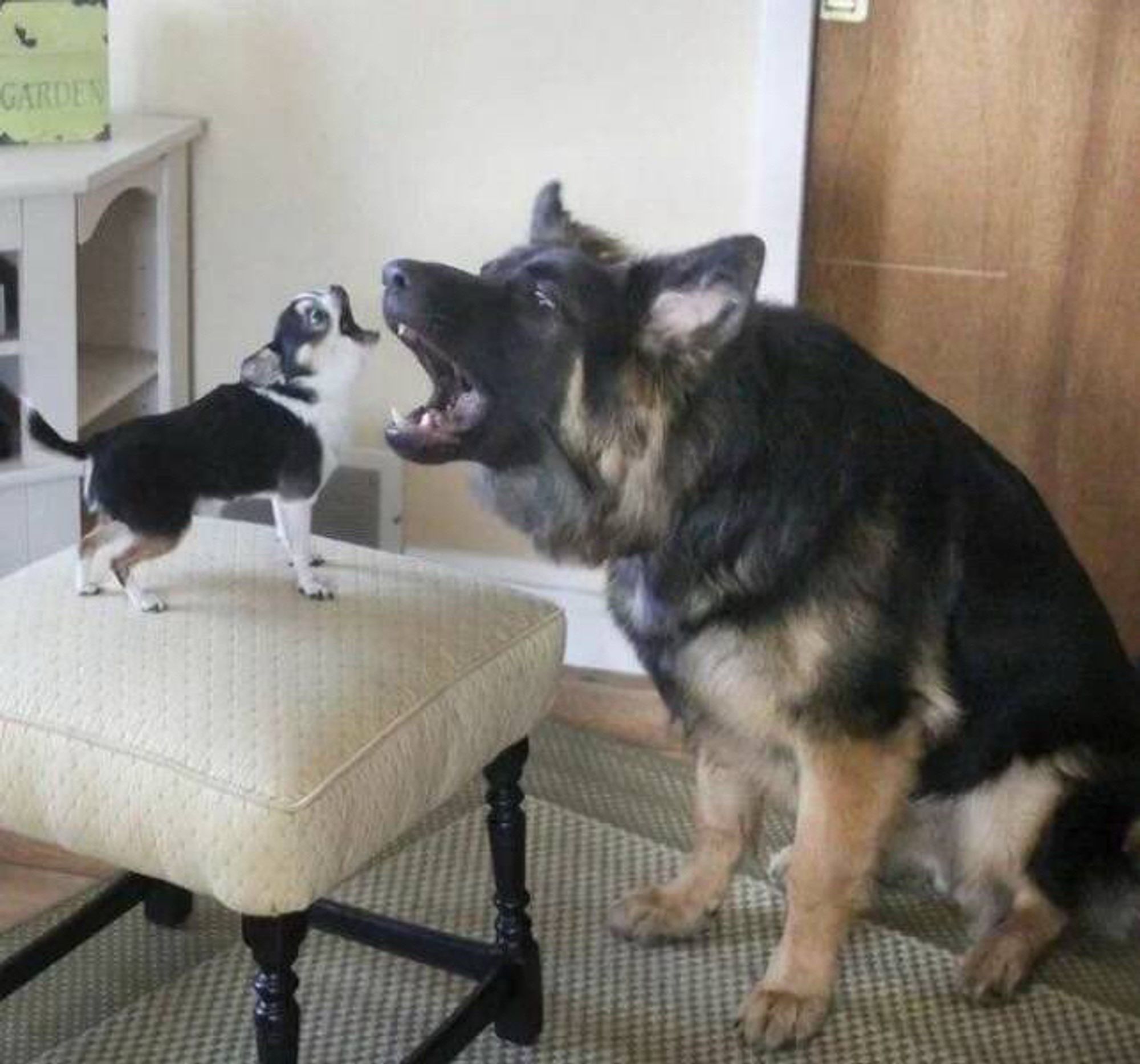 A German Shepherd sits next to a Chihuahua standing on an ottoman. Both are barking, creating the appearance that they’re performing a duet.