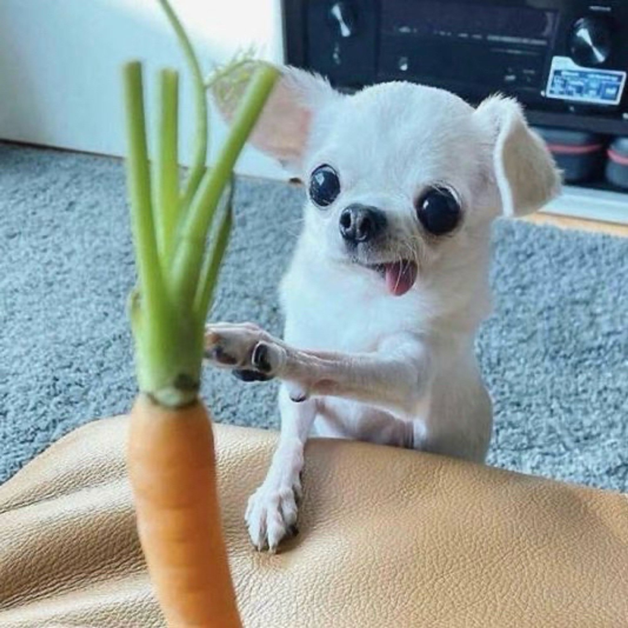 A tiny white Chihuahua with big ears, tongue hanging out of the side of its mouth, points at a carrot.