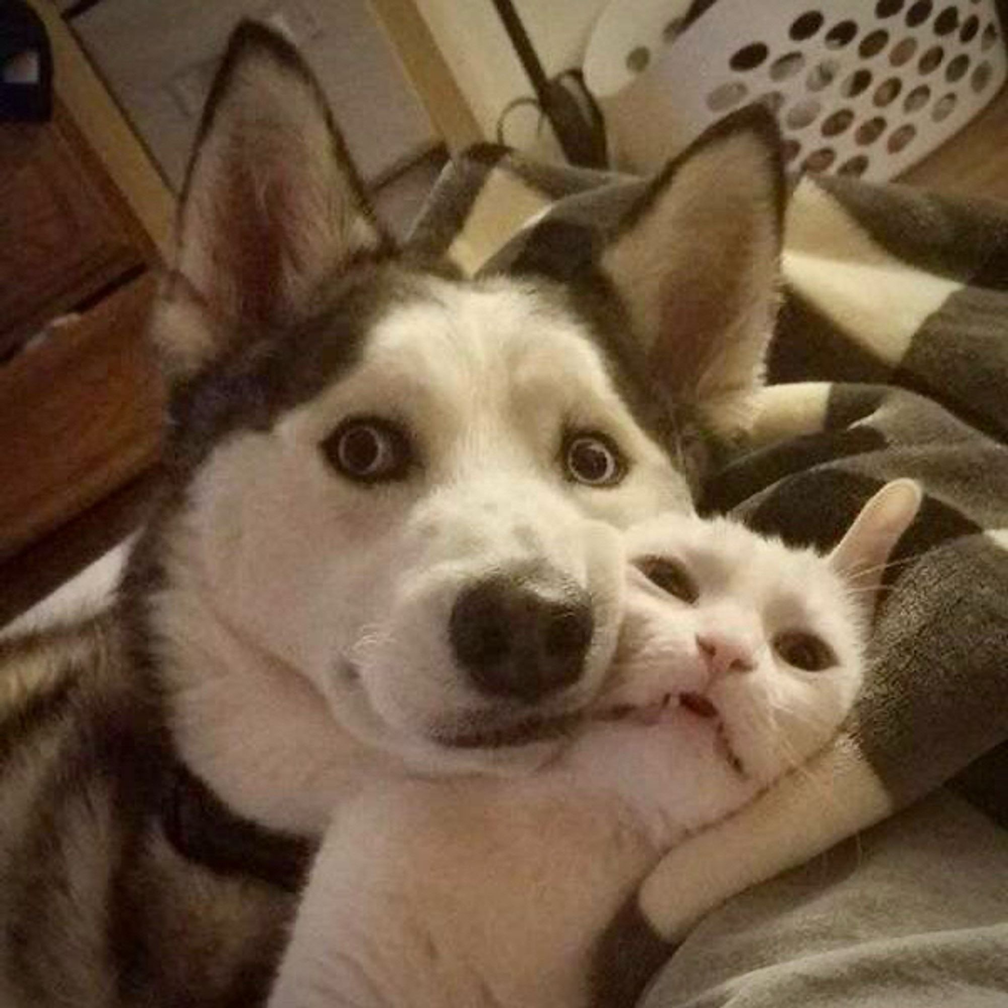 A Siberian Husky and a white cat with their faces mushed together, looking at the camera. Neither looks comfortable.