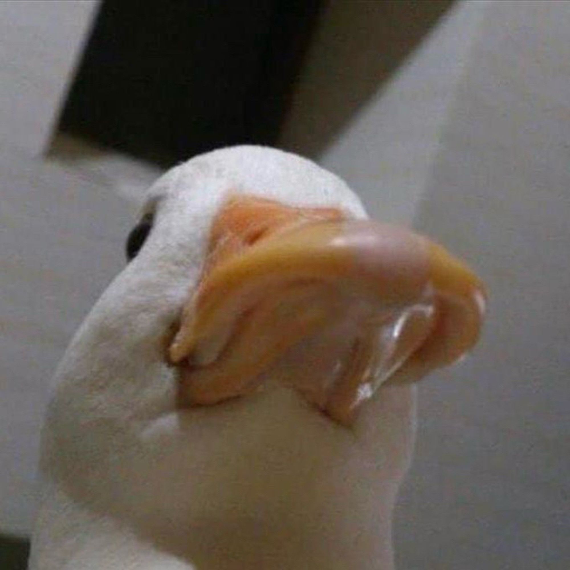 Close-up of a duck’s bill.