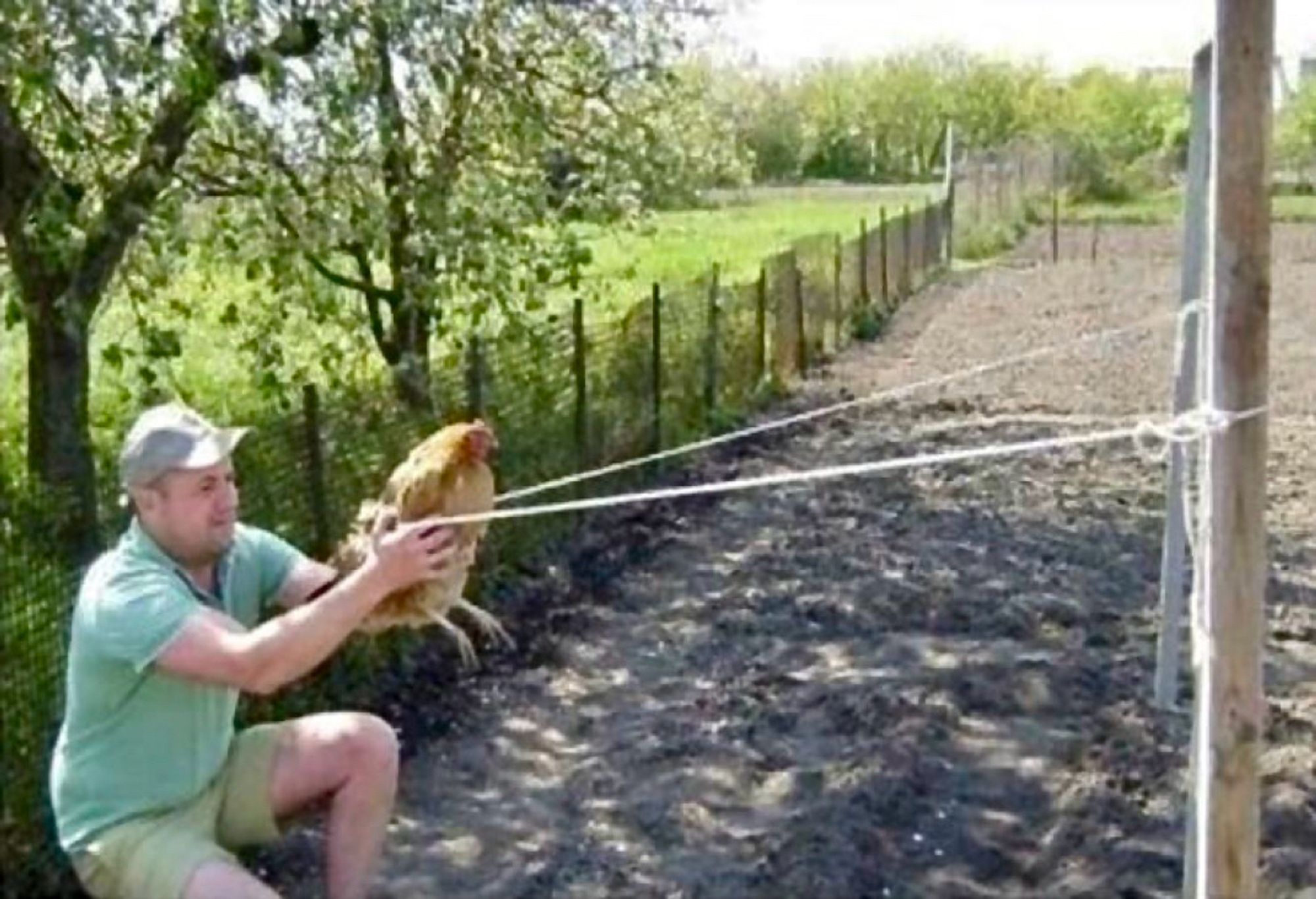 A man holds a chicken in a giant slingshot.