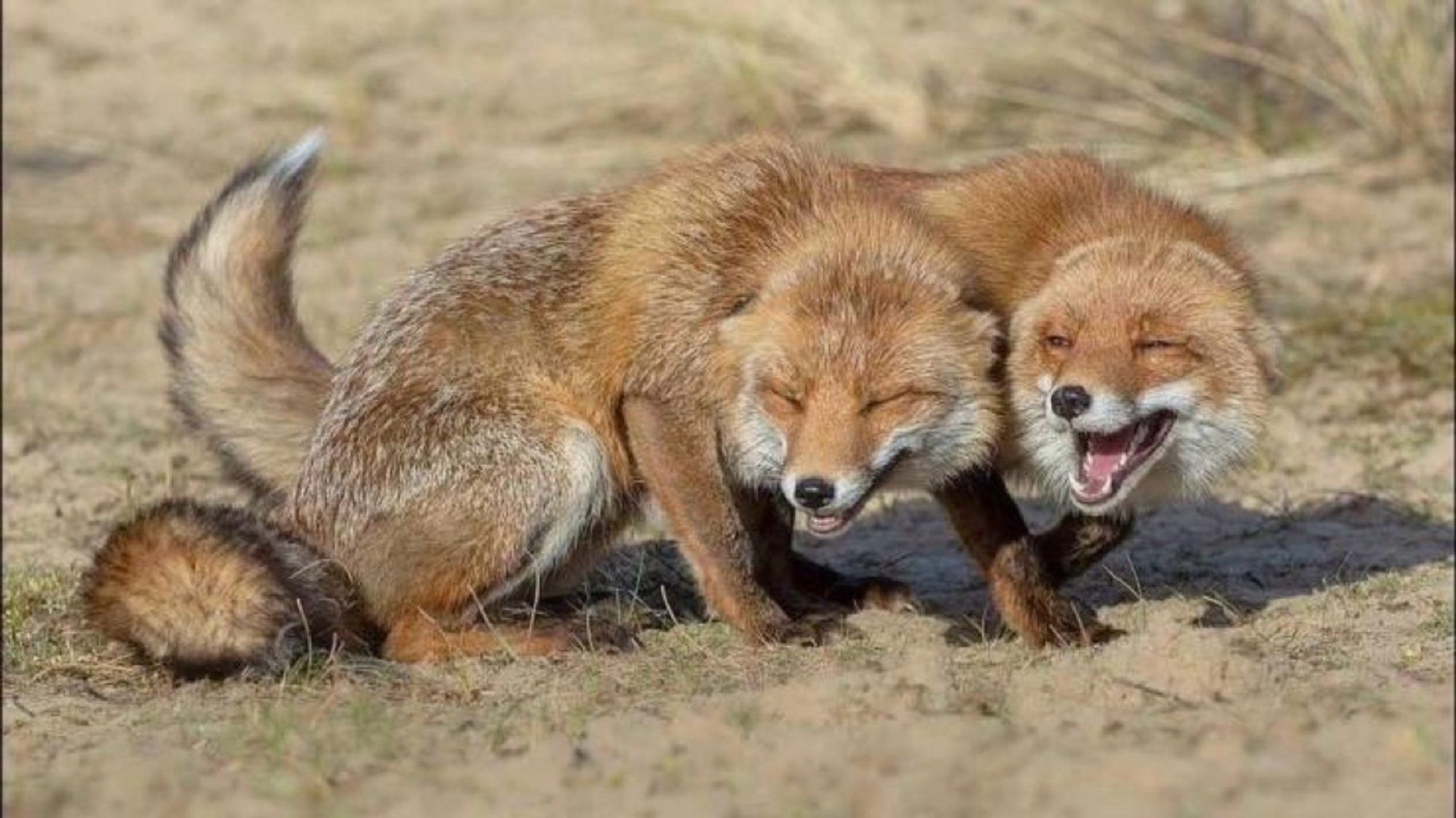 Two foxes appear to be laughing.