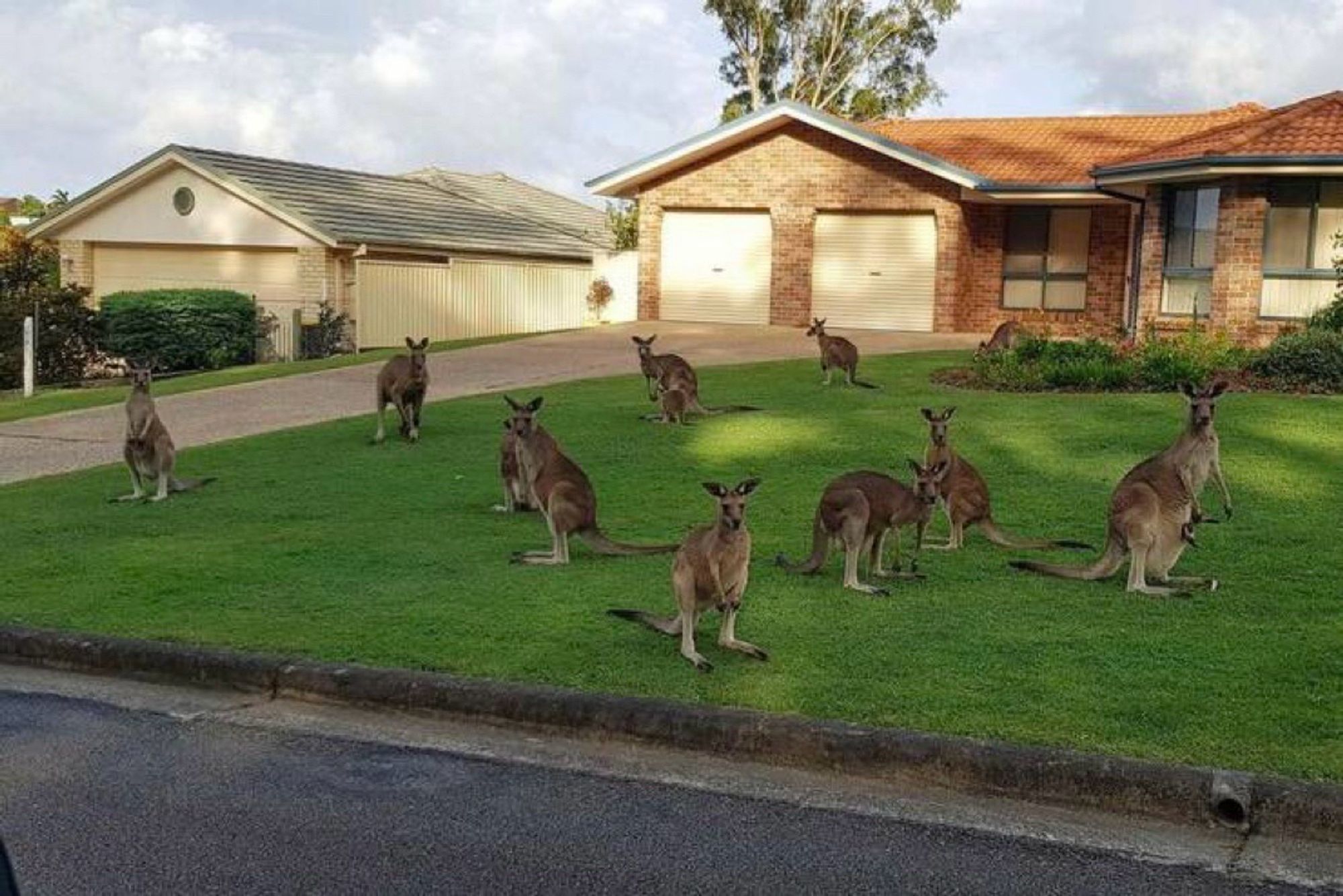 A dozen or so kangaroos occupy the front lawn of a suburban house.