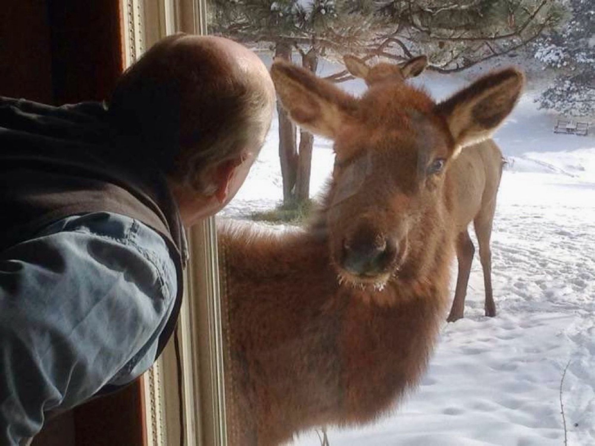 A man looks through a window and is face-to-face with a young elk, mirroring his position.