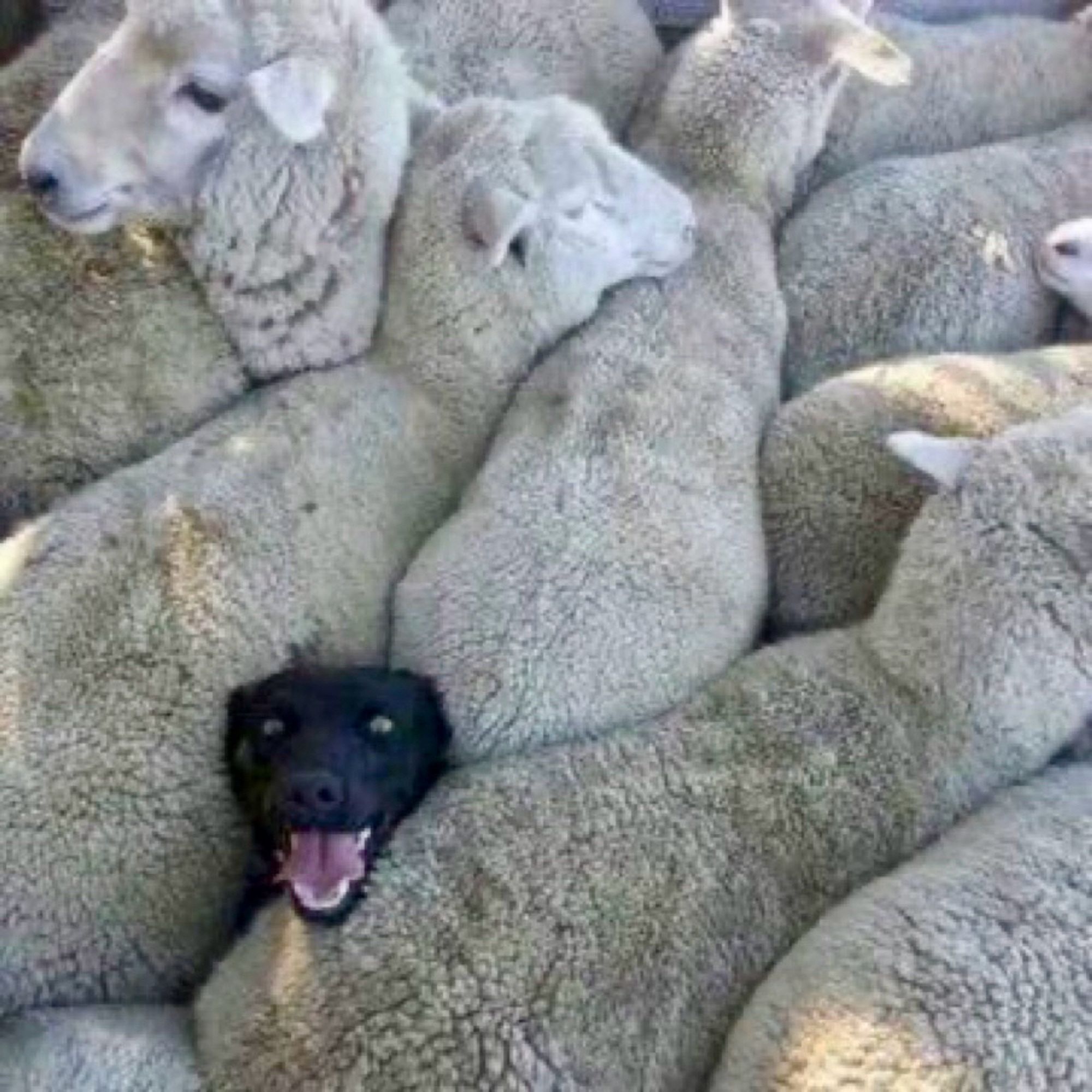 A dog’s head pokes out of a densely packed flock of sheep.