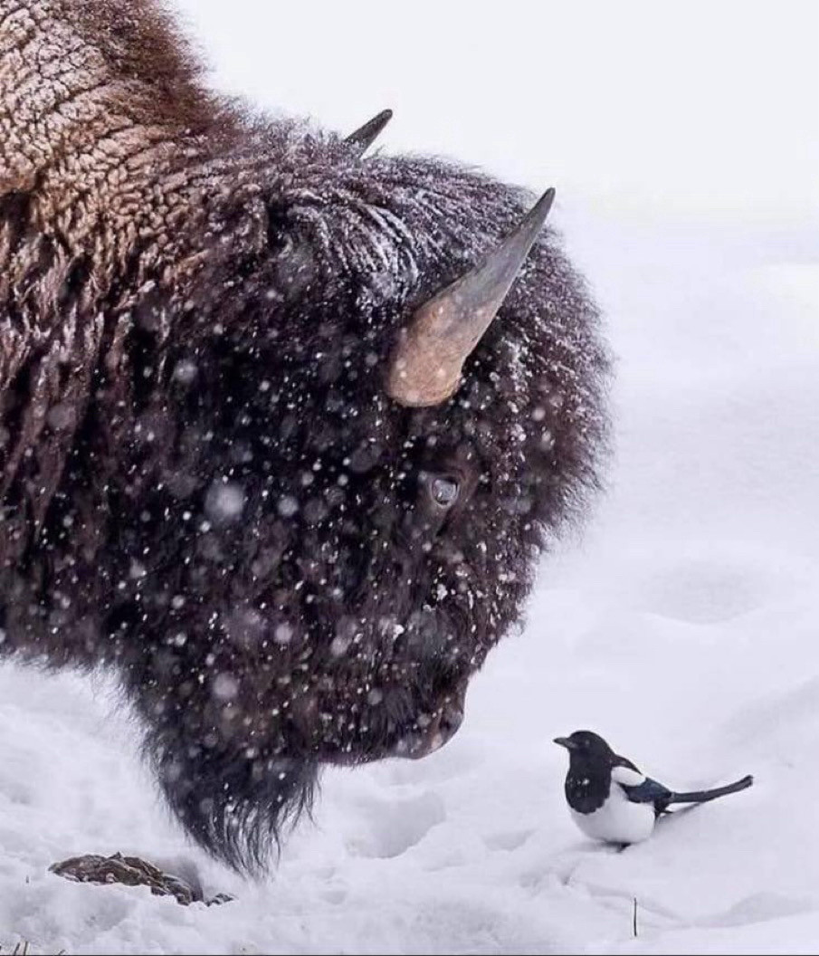 A bison leans down to talk to a bird standing in the snow.