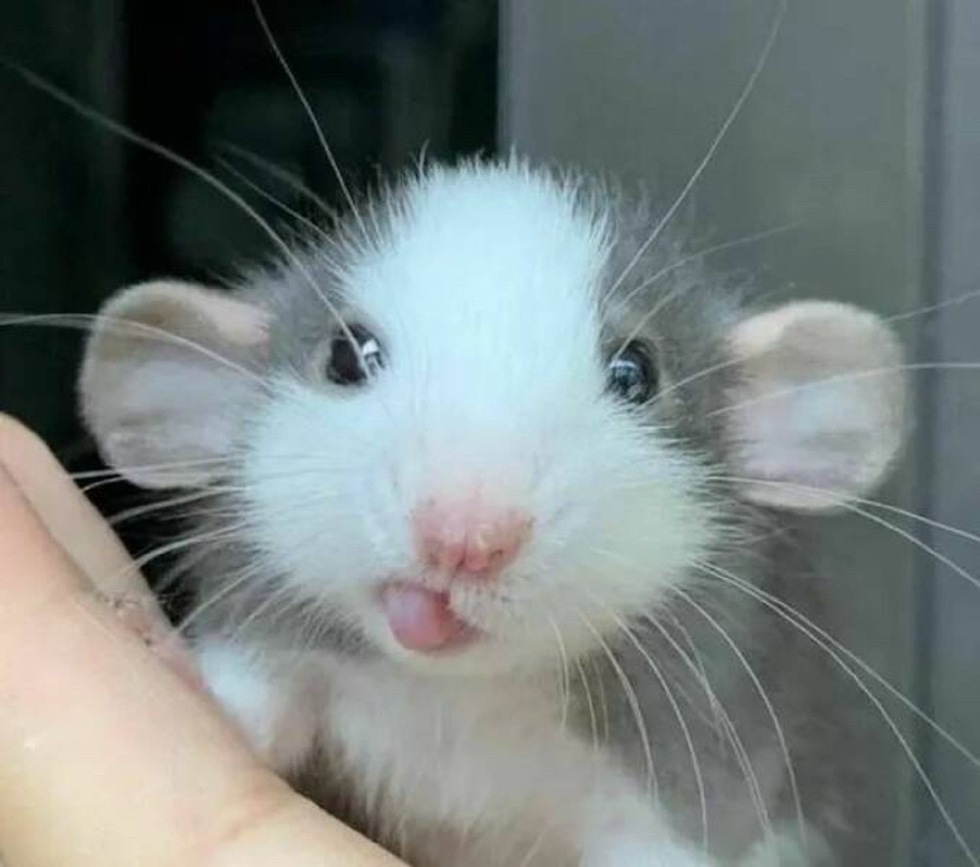 Gray and white rat stares into the camera, tongue poking out at an angle.