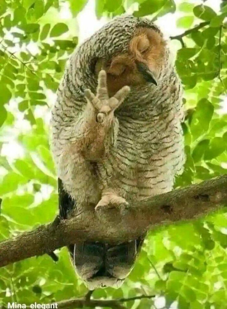 An owl sits in a branch, eyes closed, head tilted, claw outstretched in a “hold up a second” gesture.