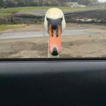 Inside shot of a swan staring through the driver’s side window of a vehicle.