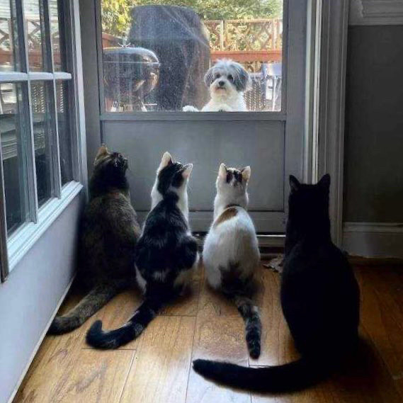 Four cats look out of the front door at an unsuspecting dog standing with its tail aw on the door. 