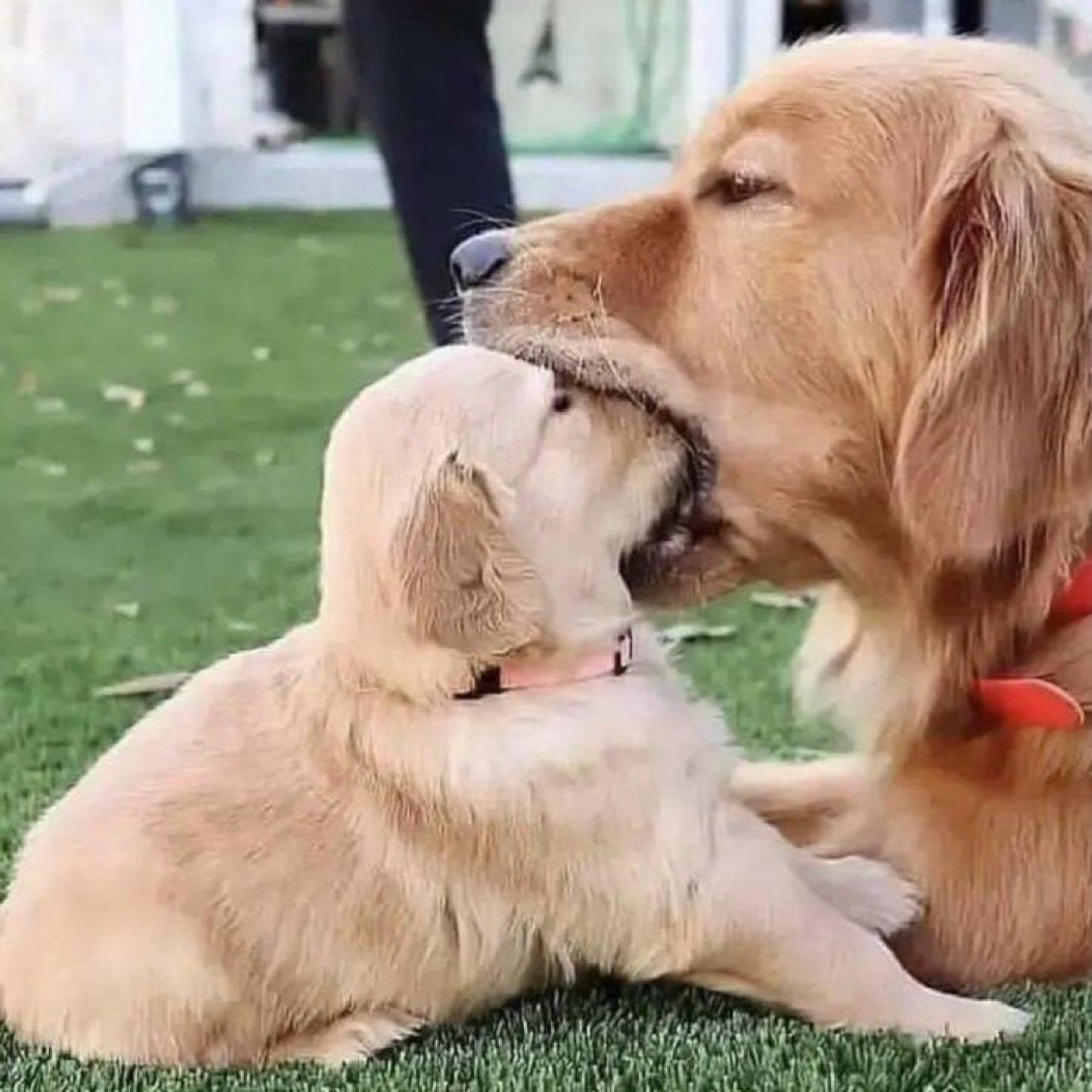 An adult golden retriever holding its pup’s snoot closed in its mouth.