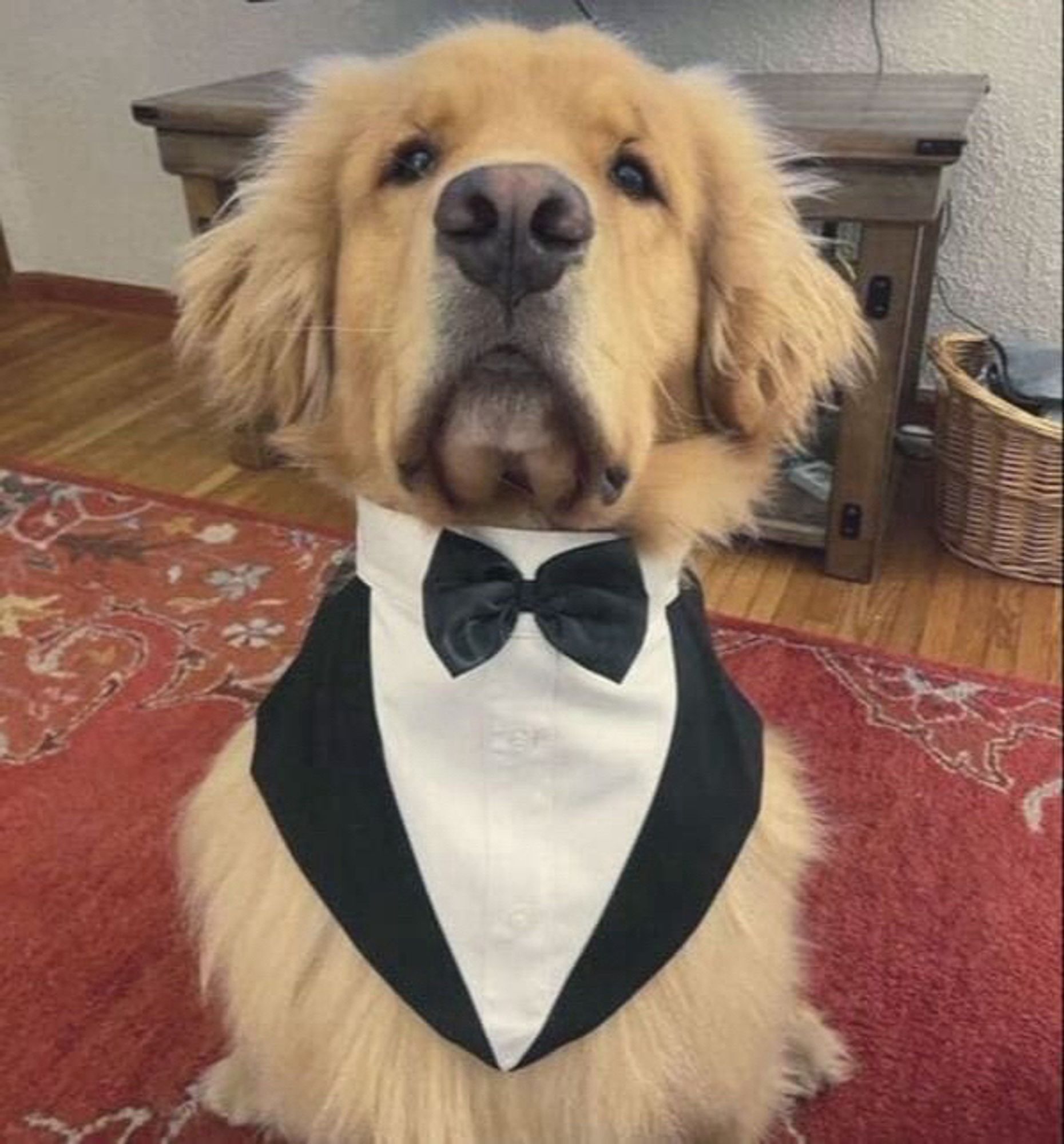 Golden Retriever sitting at attention, wearing a tuxedo collar.