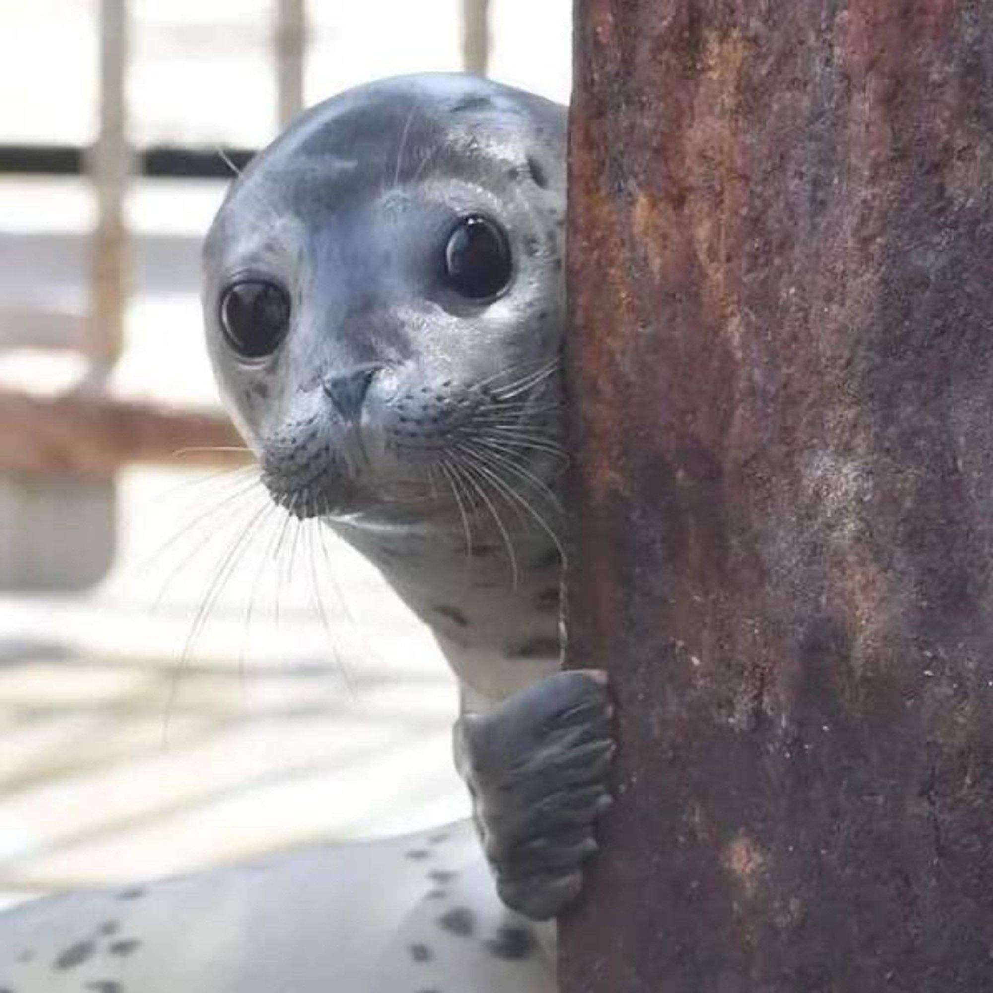 A seal peeks around an object to the left.