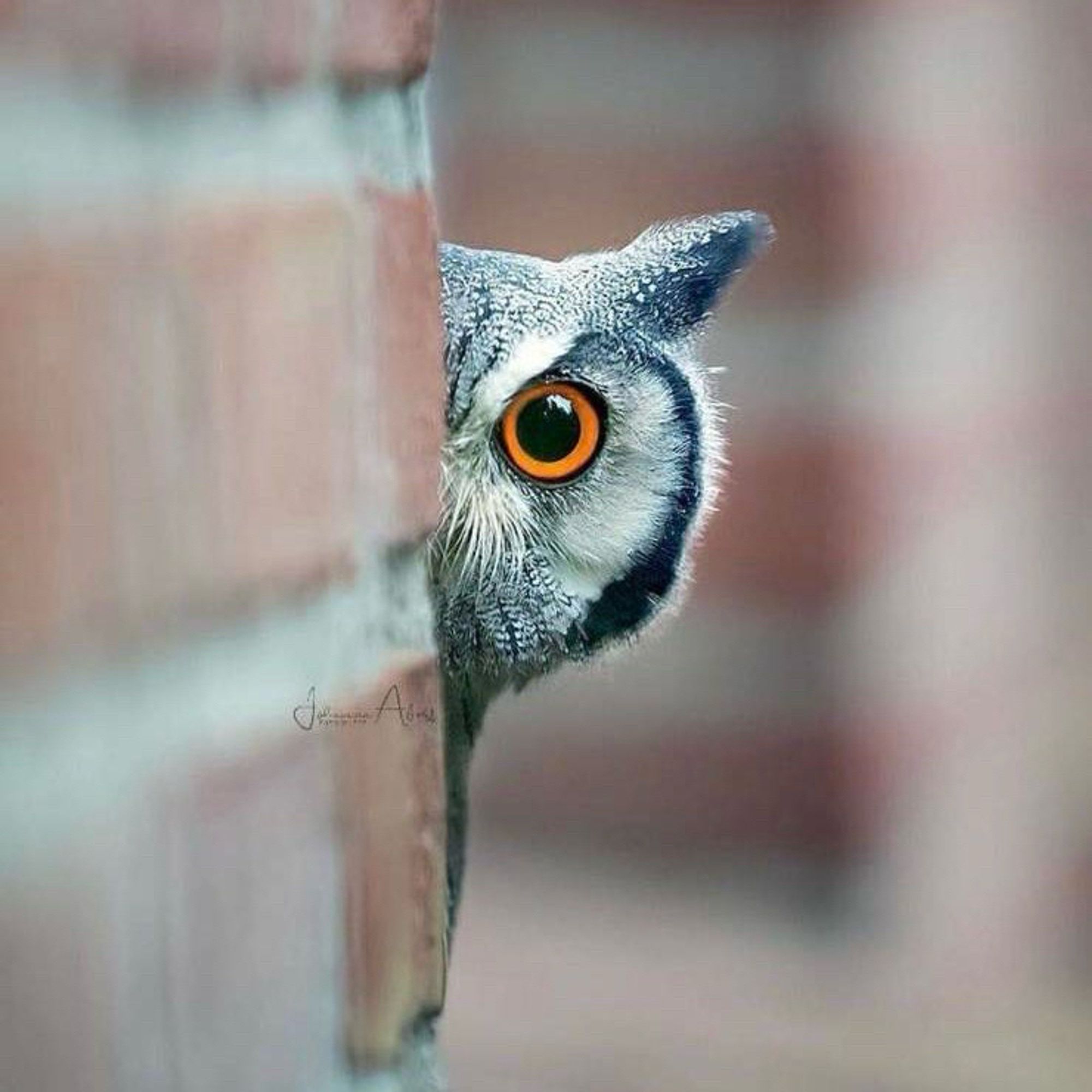 An owl peaks around a brick wall to the right.