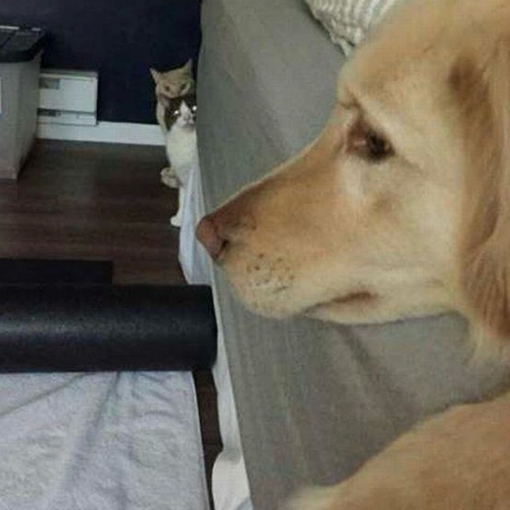 A Golden Retriever lies on a couch. 2 half-hidden cats peer at it from the end of the couch.