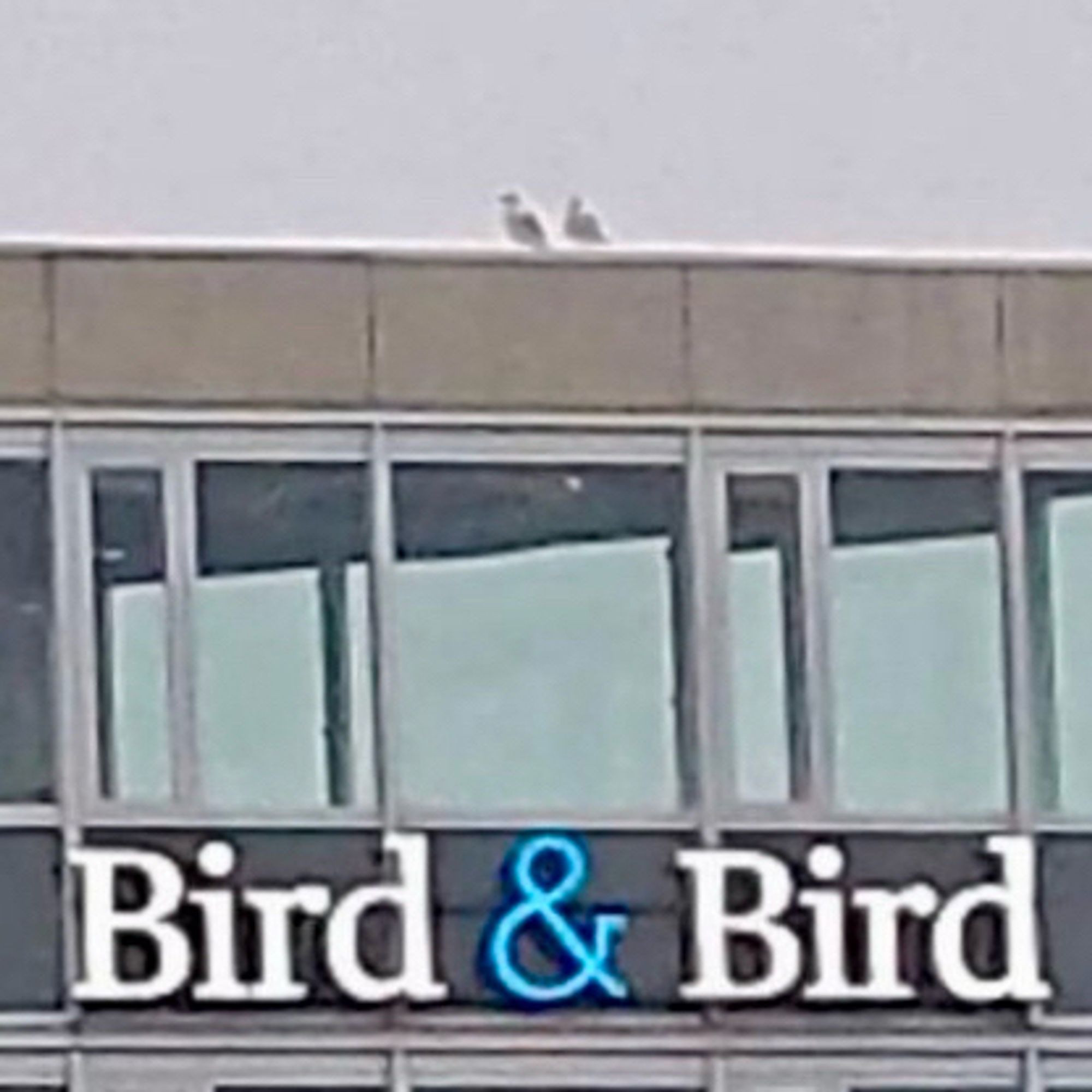 Two birds atop an office building bearing a large “Bird & Bird” sign.