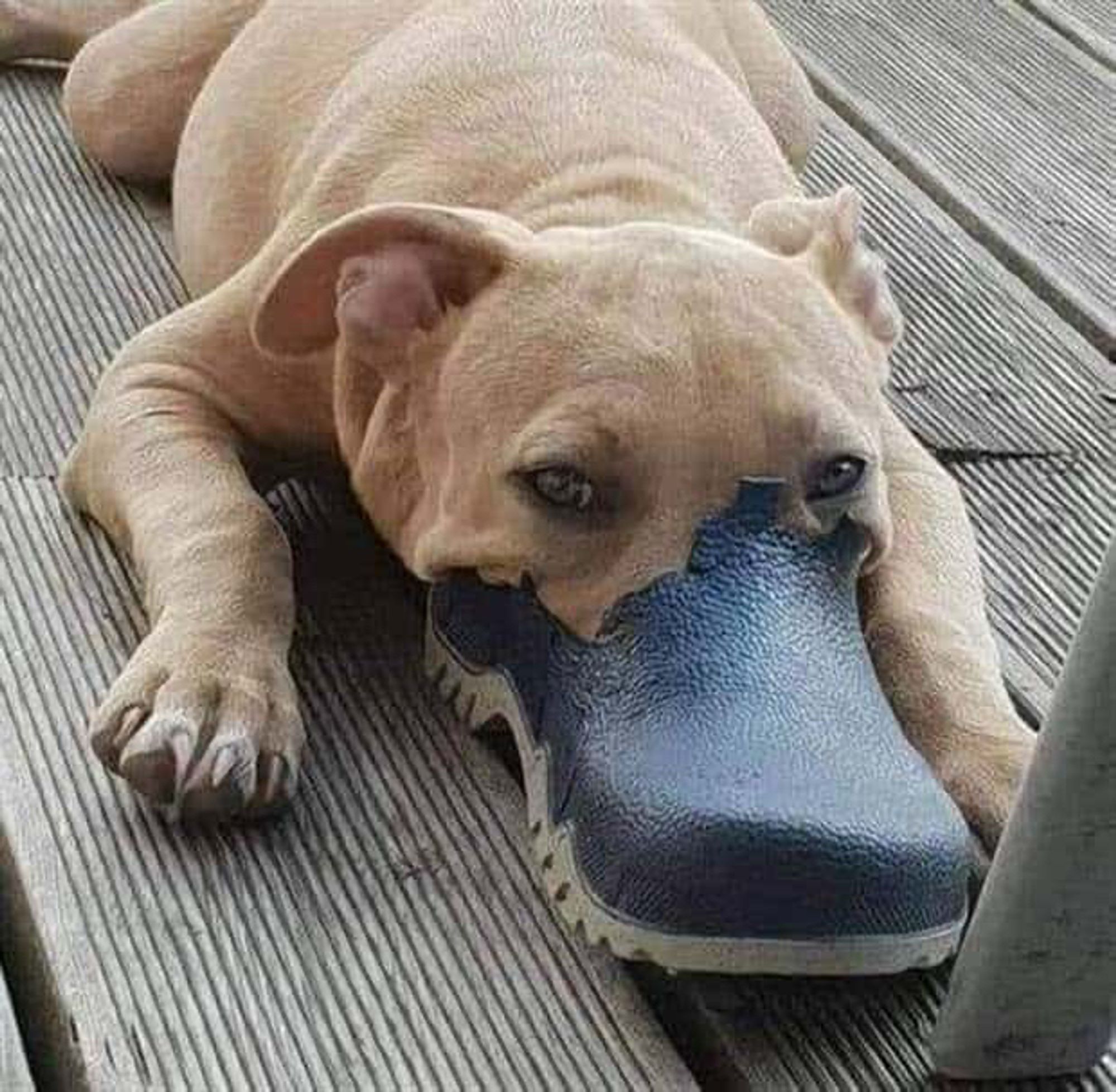 A pit bull puppy lies on its belly, face in a partially-chewed shoe.