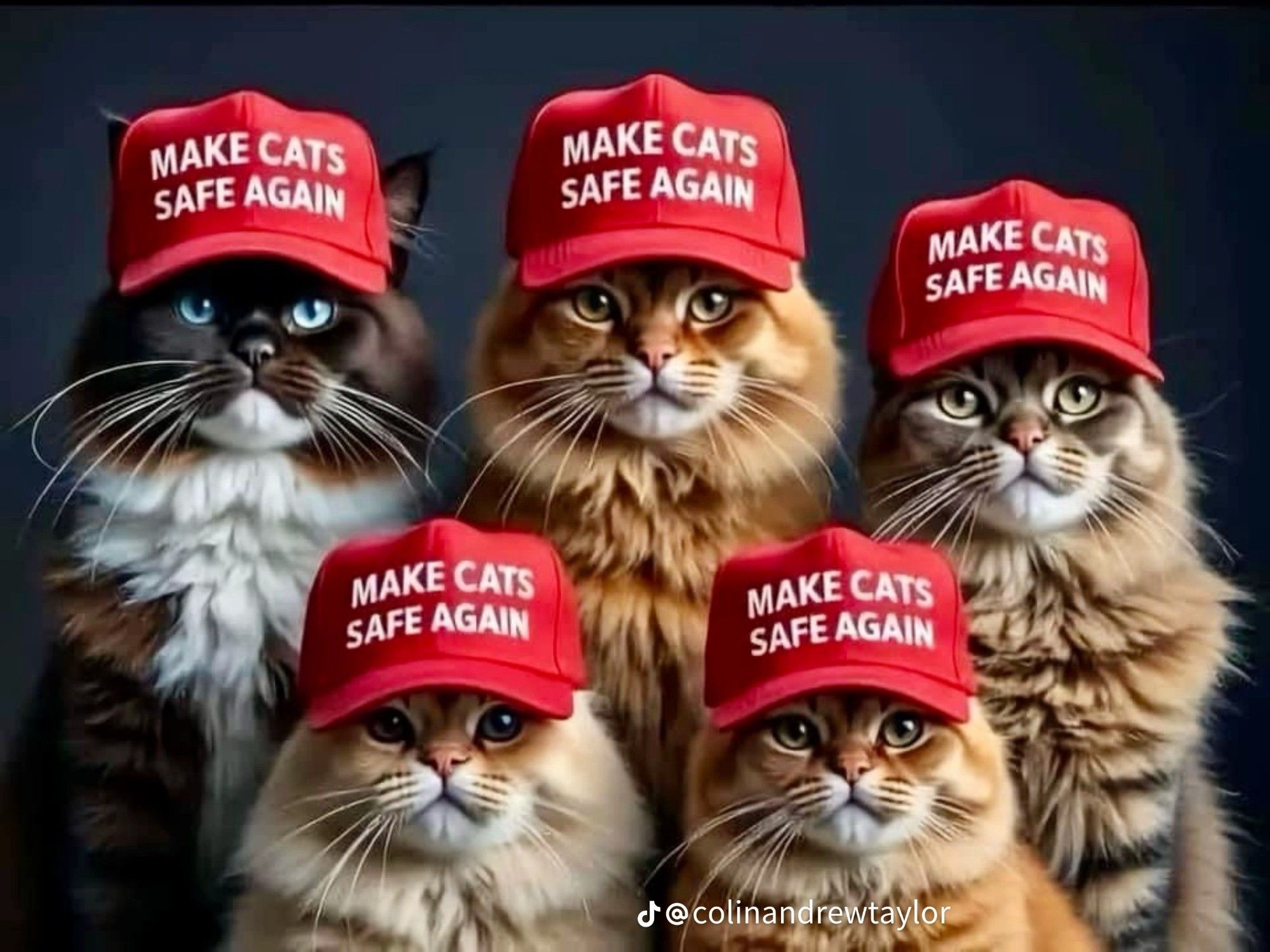 Fünf Katzen mit Trump Base Caps auf denen "Make Cats Safe Again" steht