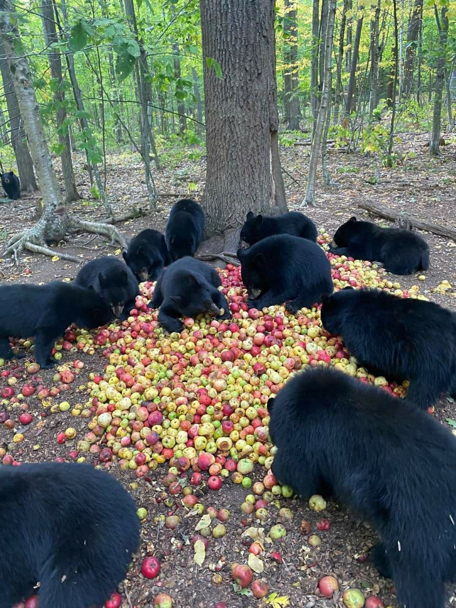 Black bears consuming Rosh Hashanah sweet apples in the forest. The honey is nearby.