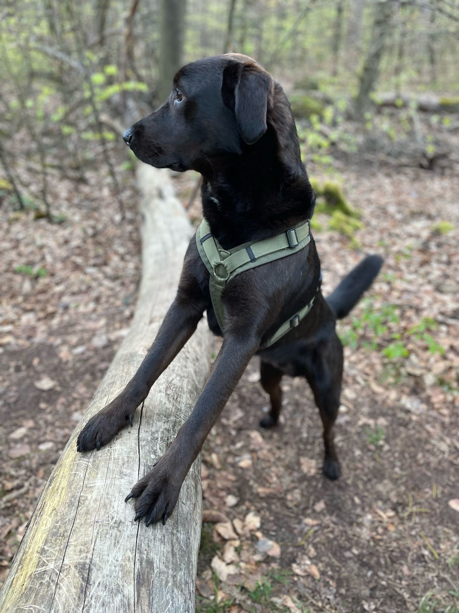 Theo, der braune Labbi-Border Collie Mix  steht mit den Vorderpfoten auf einem Baumstamm und schaut aufmerksam in den Wald.