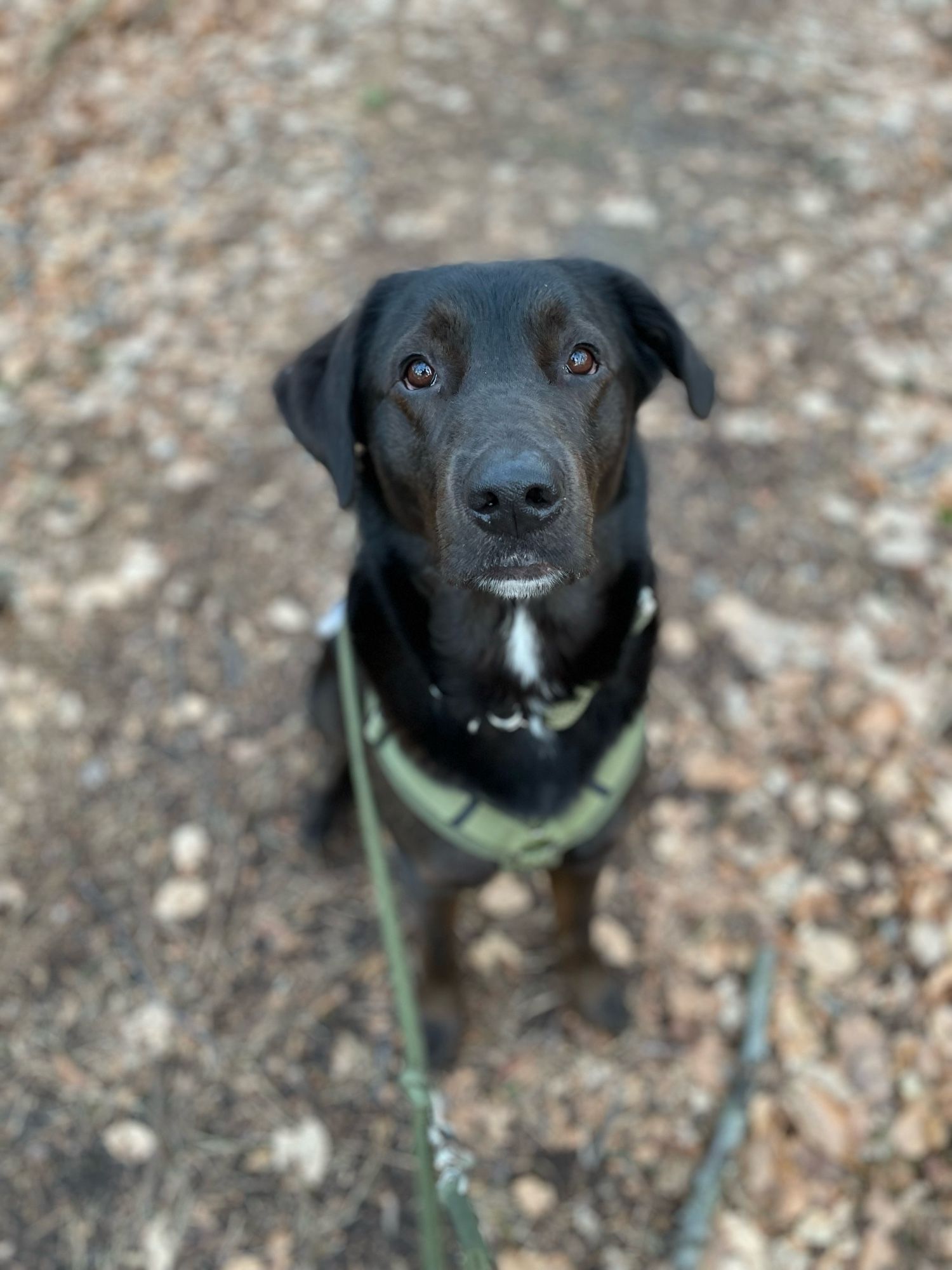 Theo, der braune Labbi-BorderCollie Mix sitzt auf dem Waldweg und schaut mit ernster Miene in die Kamera.