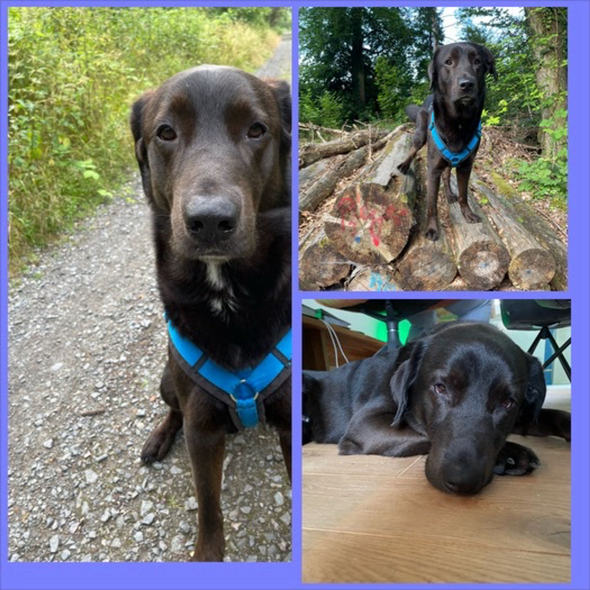 Theo in verschiedenen Situationen-auf dem Waldweg im Sitz, auf dem Baumstapel und liegend unter dem Esszimmertisch.