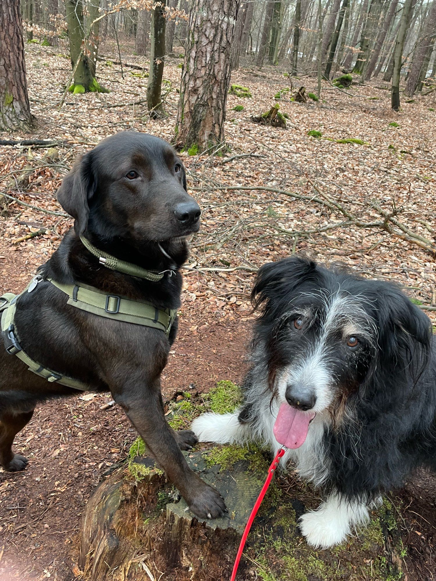 Theo, der braune Labbi-BorderCollie Mix und Imani, die Wäller-Hündin stehen beide einander zugewandt mit den Vorderpfoten auf einem Baumstumpf. Imani schaut direkt die Fotografin an. Theo schaut über Imani hinweg in die Ferne.