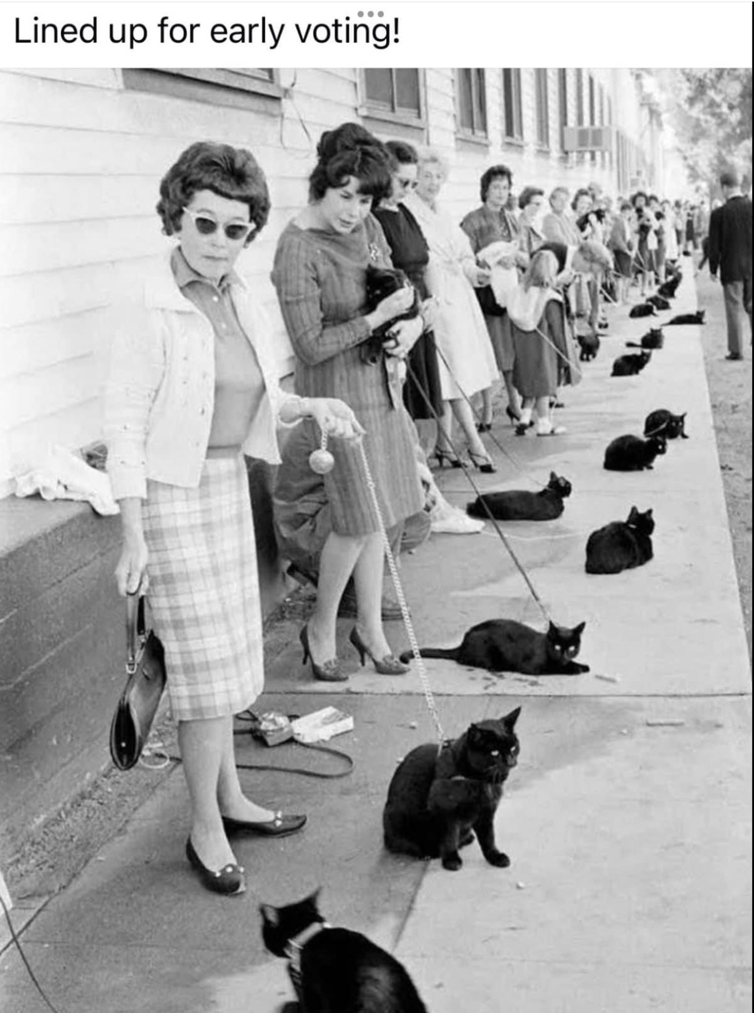 Ladies with cats lined up to vote for Kamala