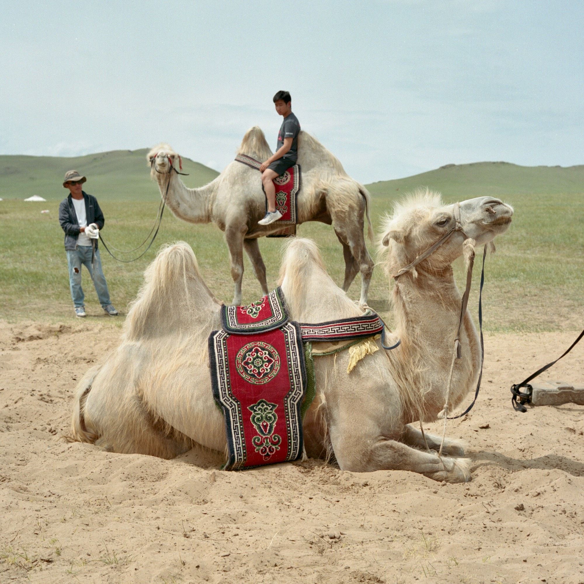 A colour film photo. A camel chills out in the foreground, while in the background, a kid is riding a camel with their guide at the Chinggis Khaan Statue Complex in Ulaanbaatar, Mongolia. Friday, July 5, 2024.